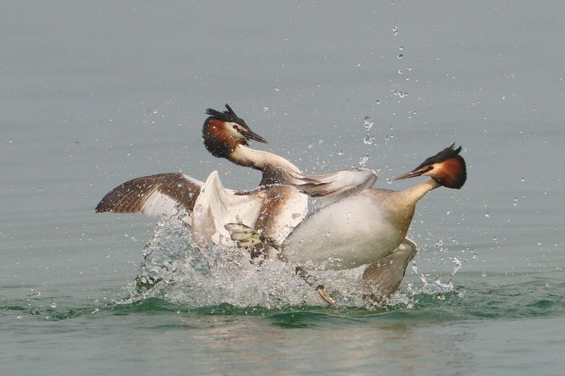 Great crested grebe