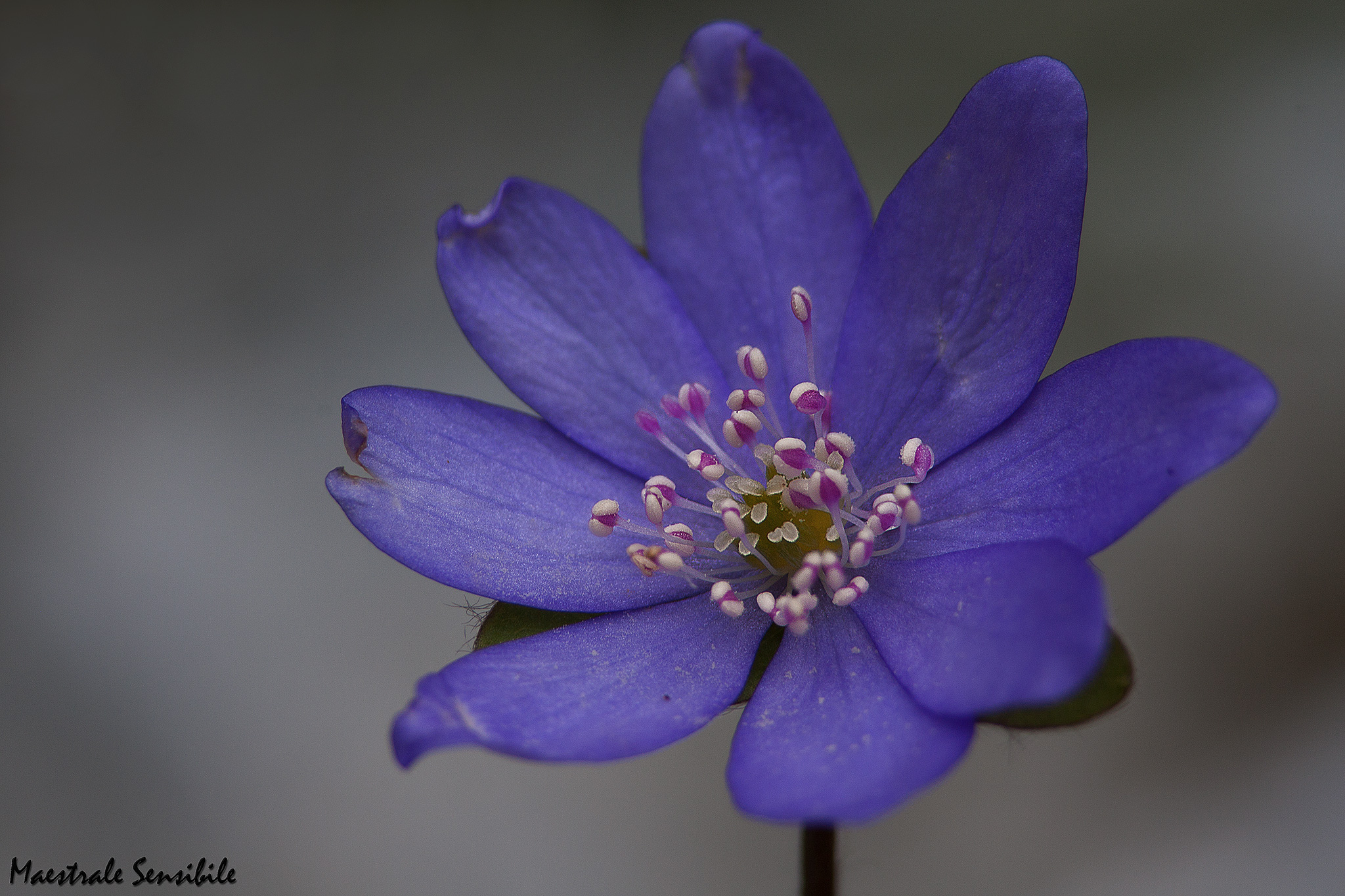 Hepatica nobilis, portrait