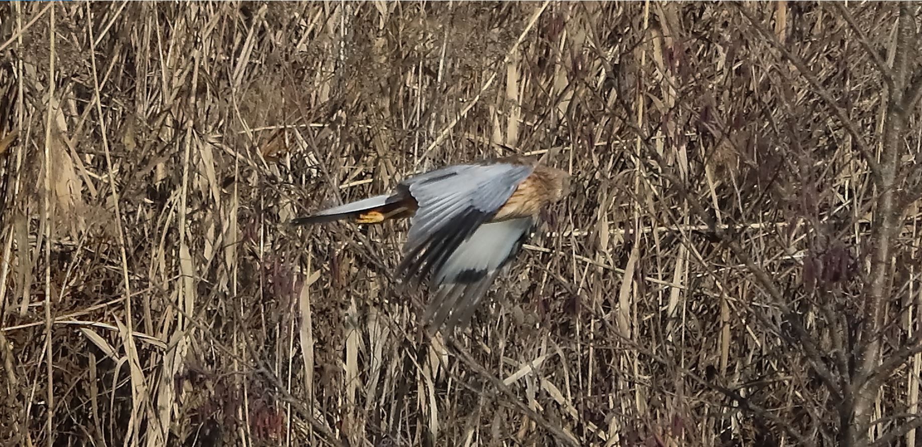 marsh falcon 18-01-2022