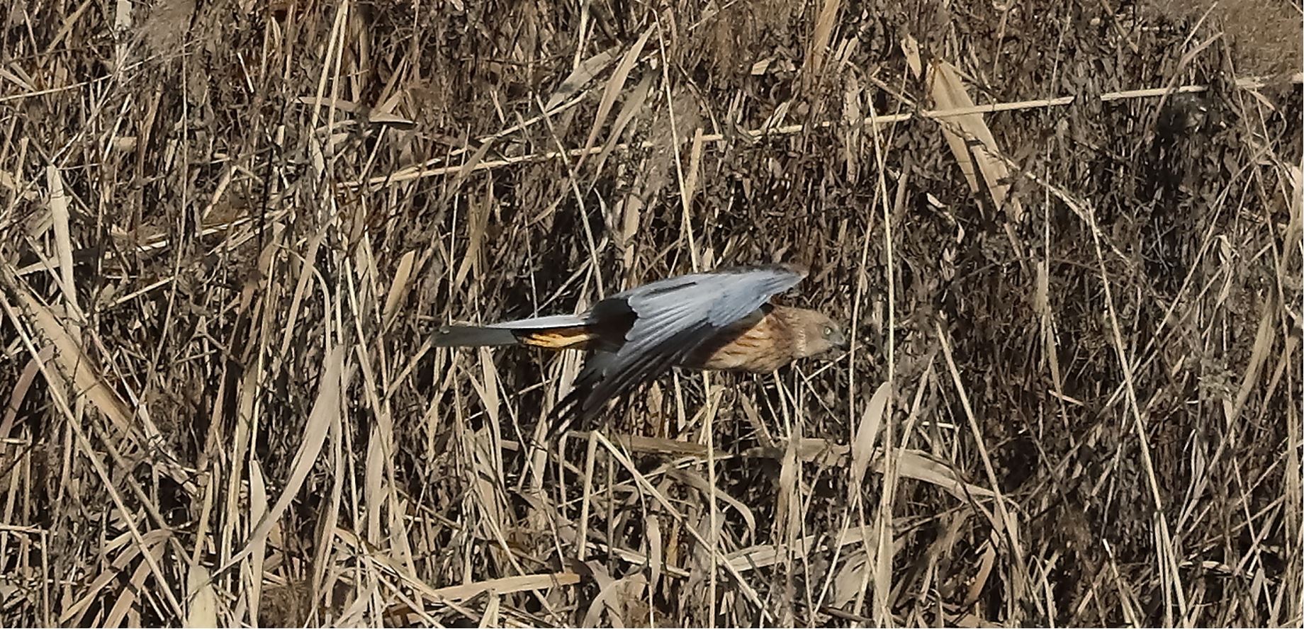 marsh falcon 18-01-2022