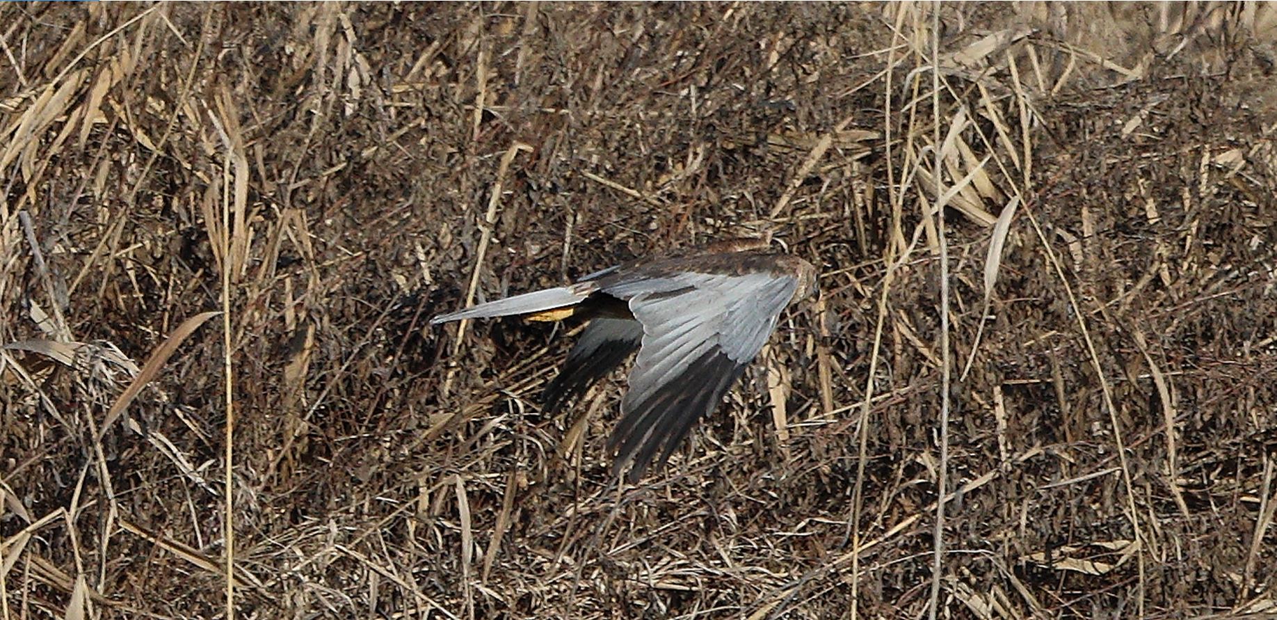 marsh falcon 18-01-2022