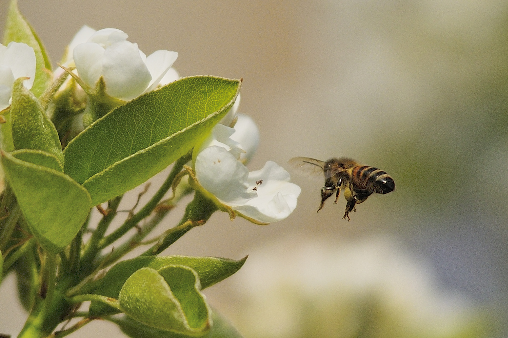 Landing... on pero flowers