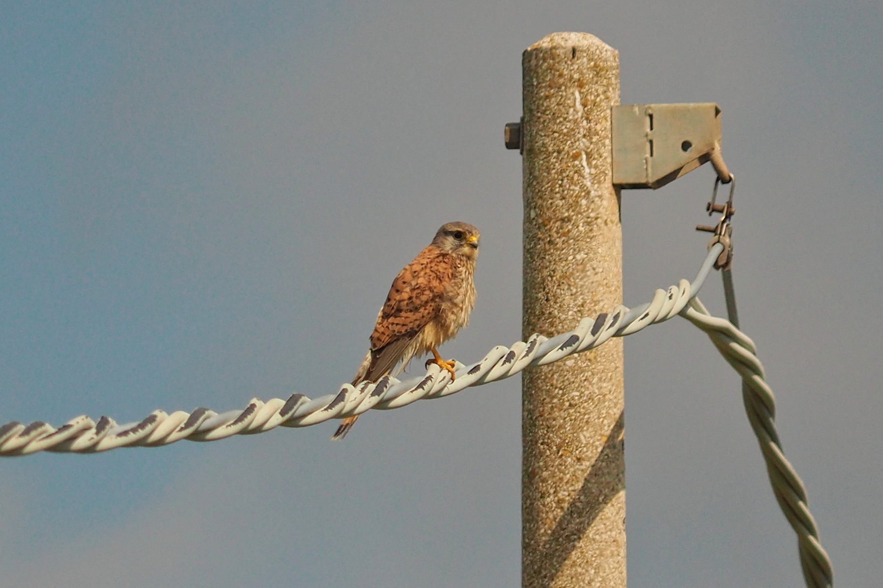 Kestrel (Falco tinnunculus )