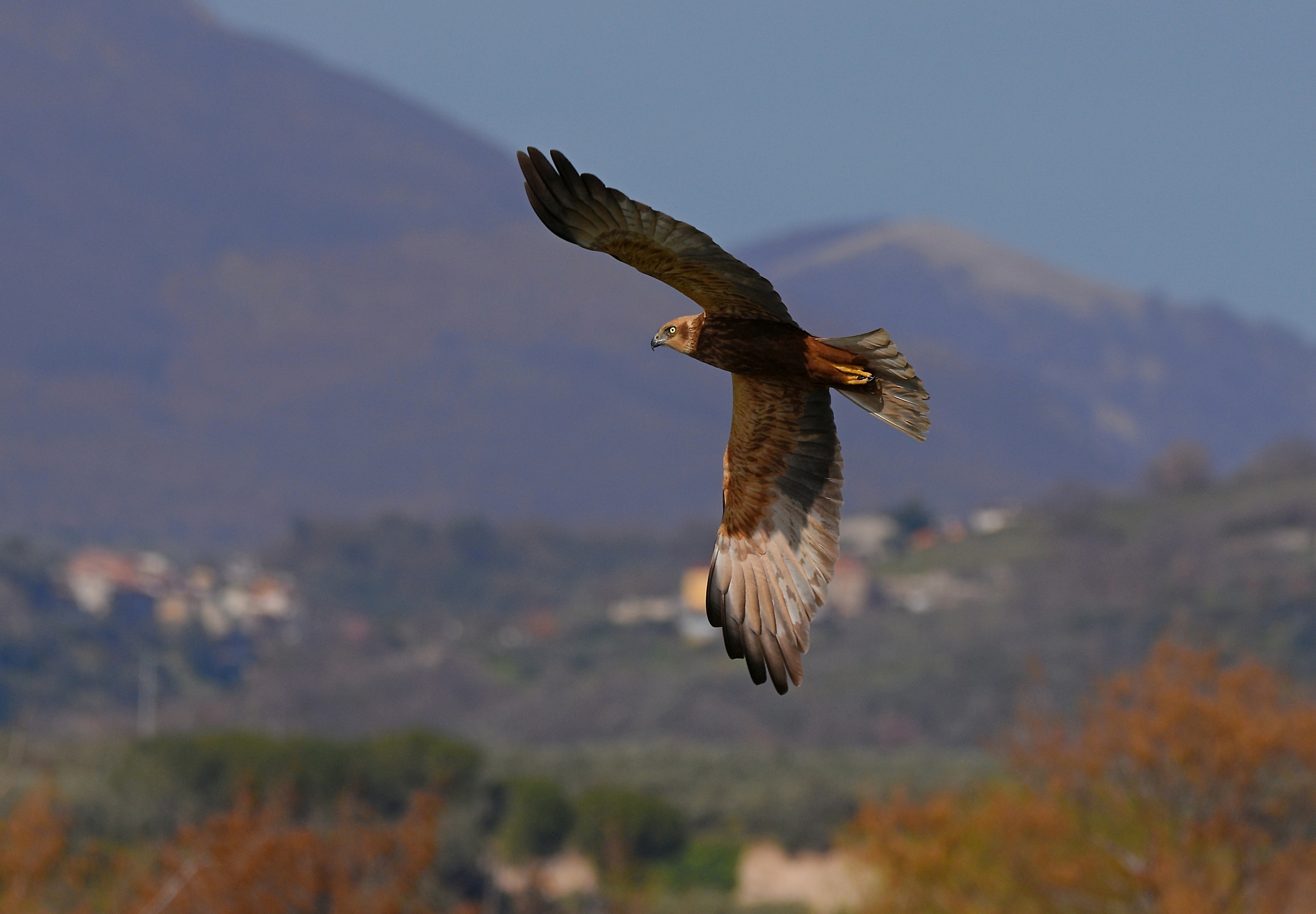 Falco di palude (Circus aeruginosus)