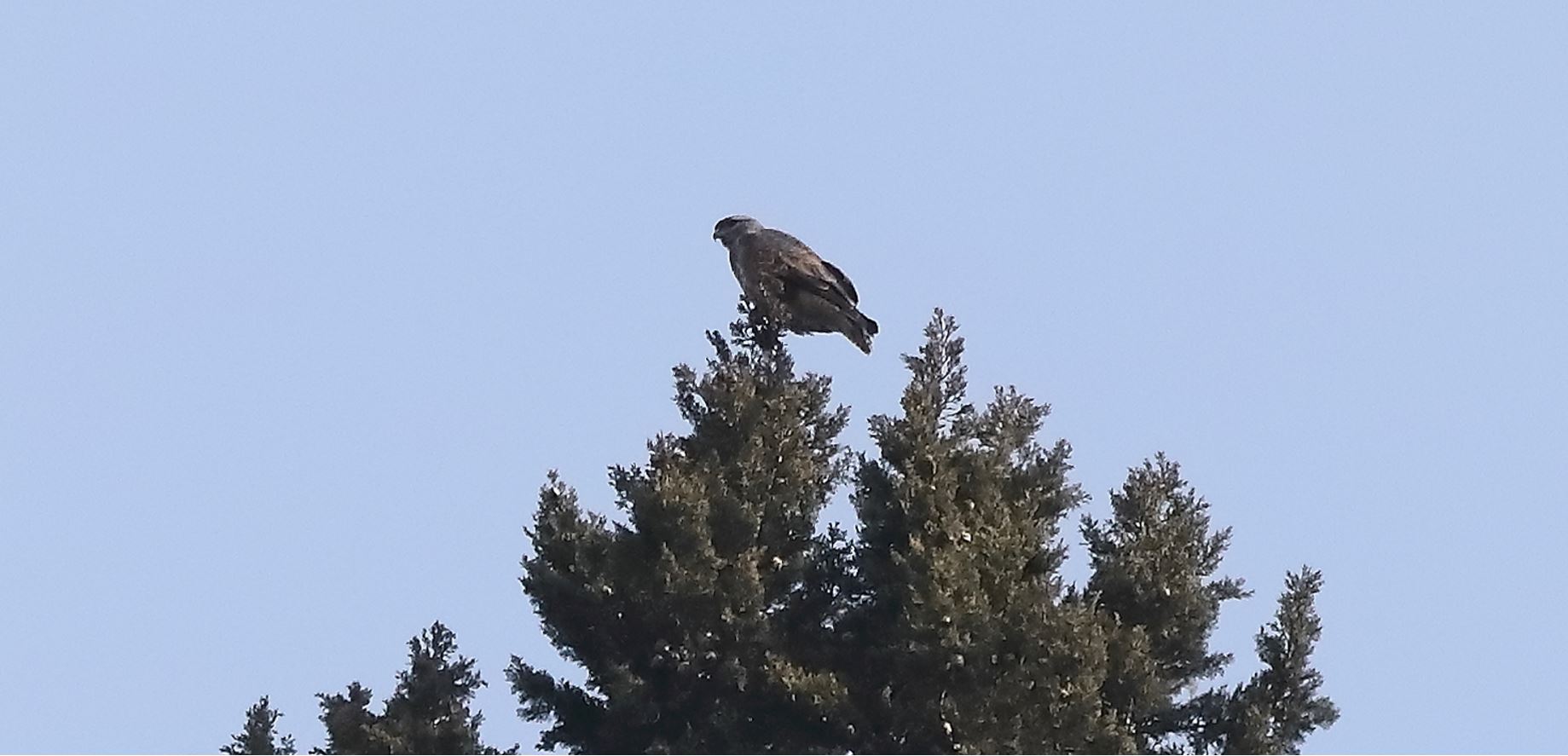 Buzzard 27-03-2022