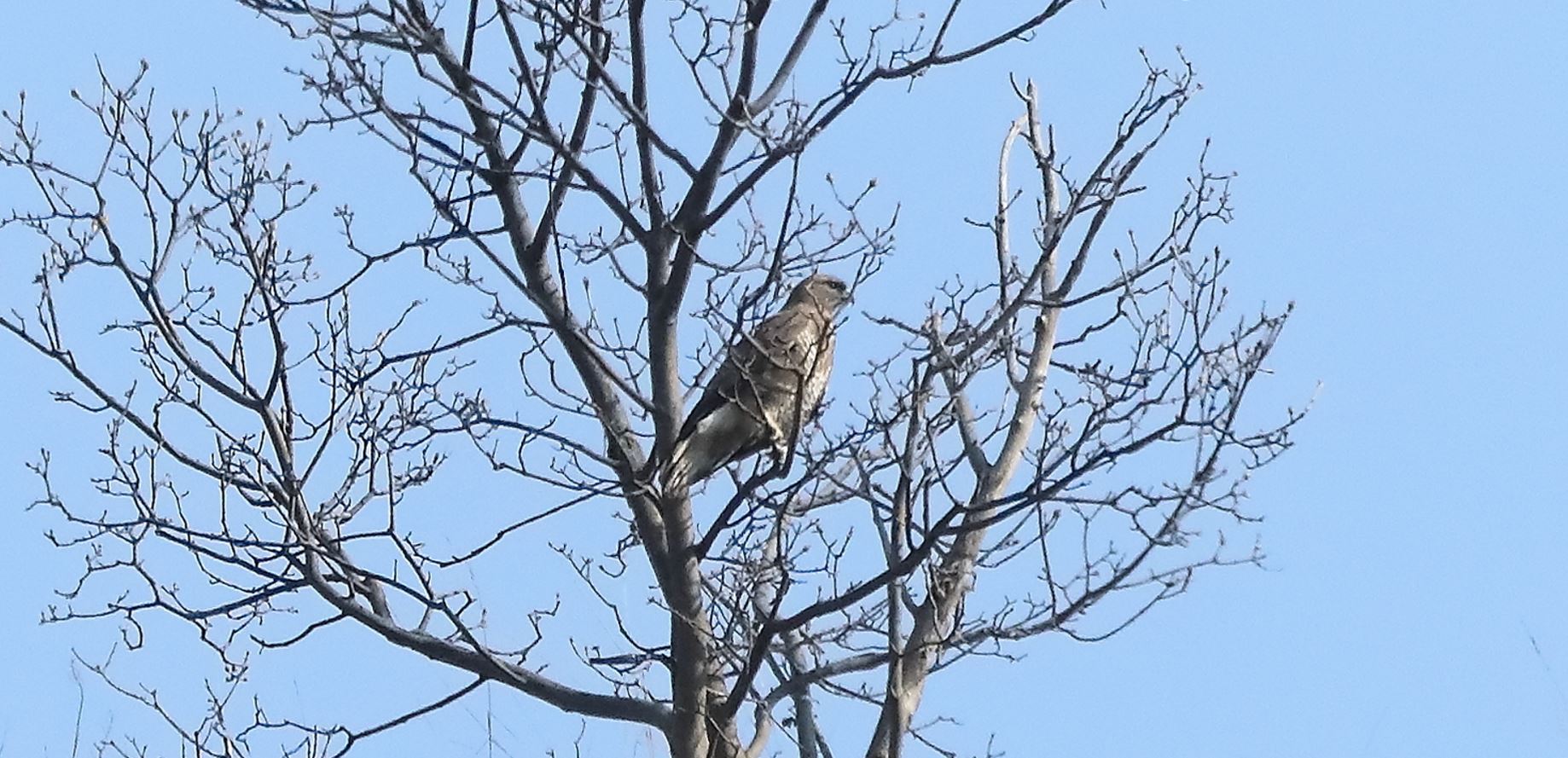 Buzzard 27-03-2022