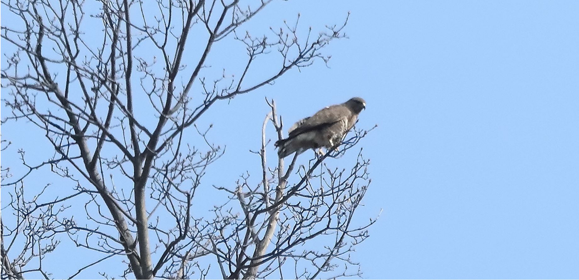 Buzzard 27-03-2022