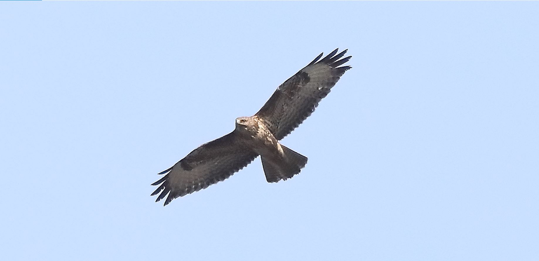 Buzzard 27-03-2022