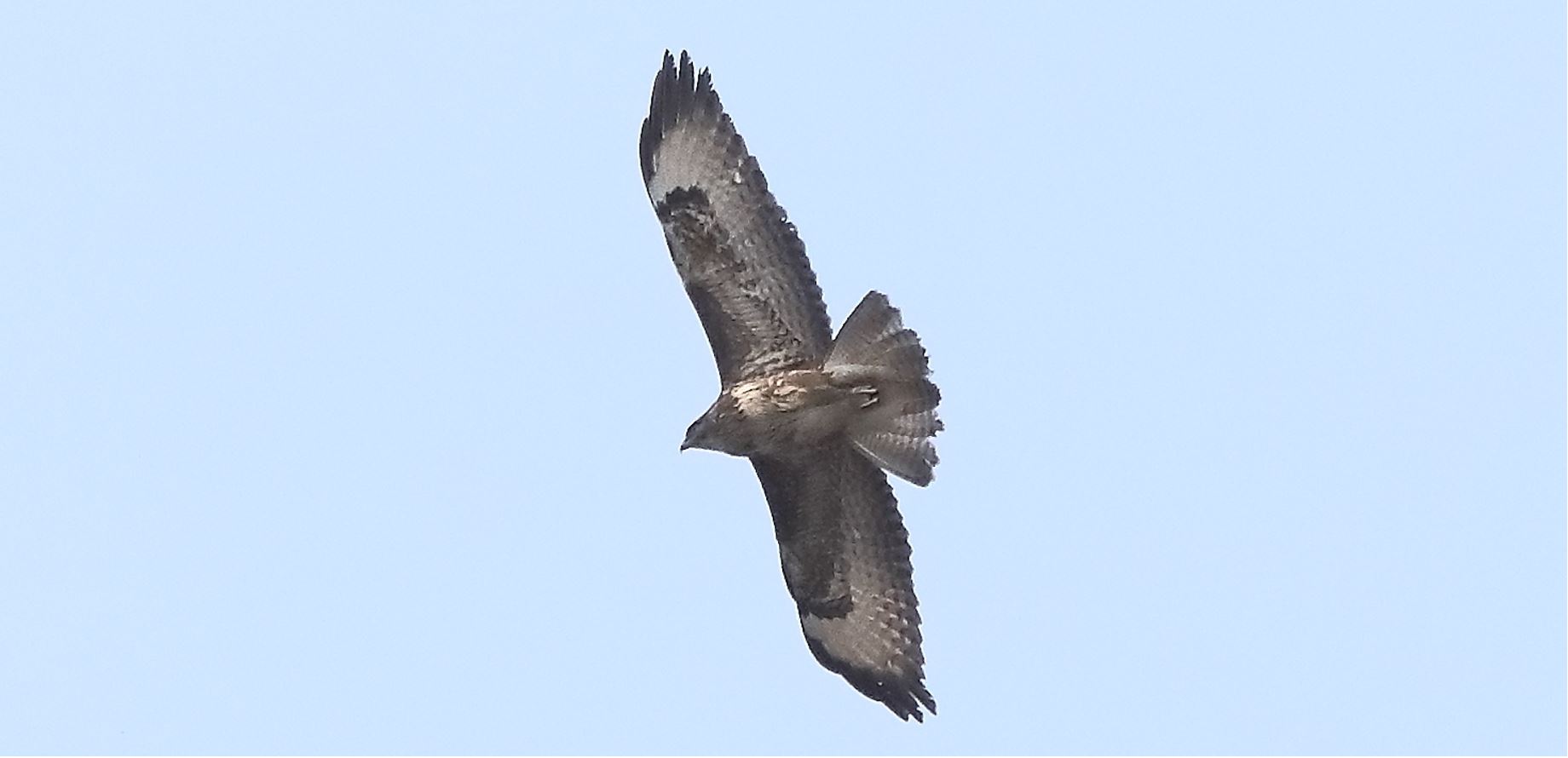 Buzzard 27-03-2022