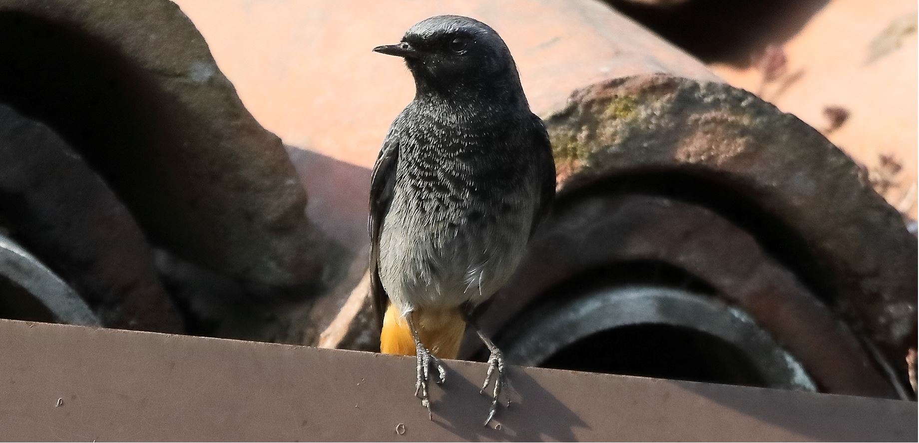 redstart 27-03-2022