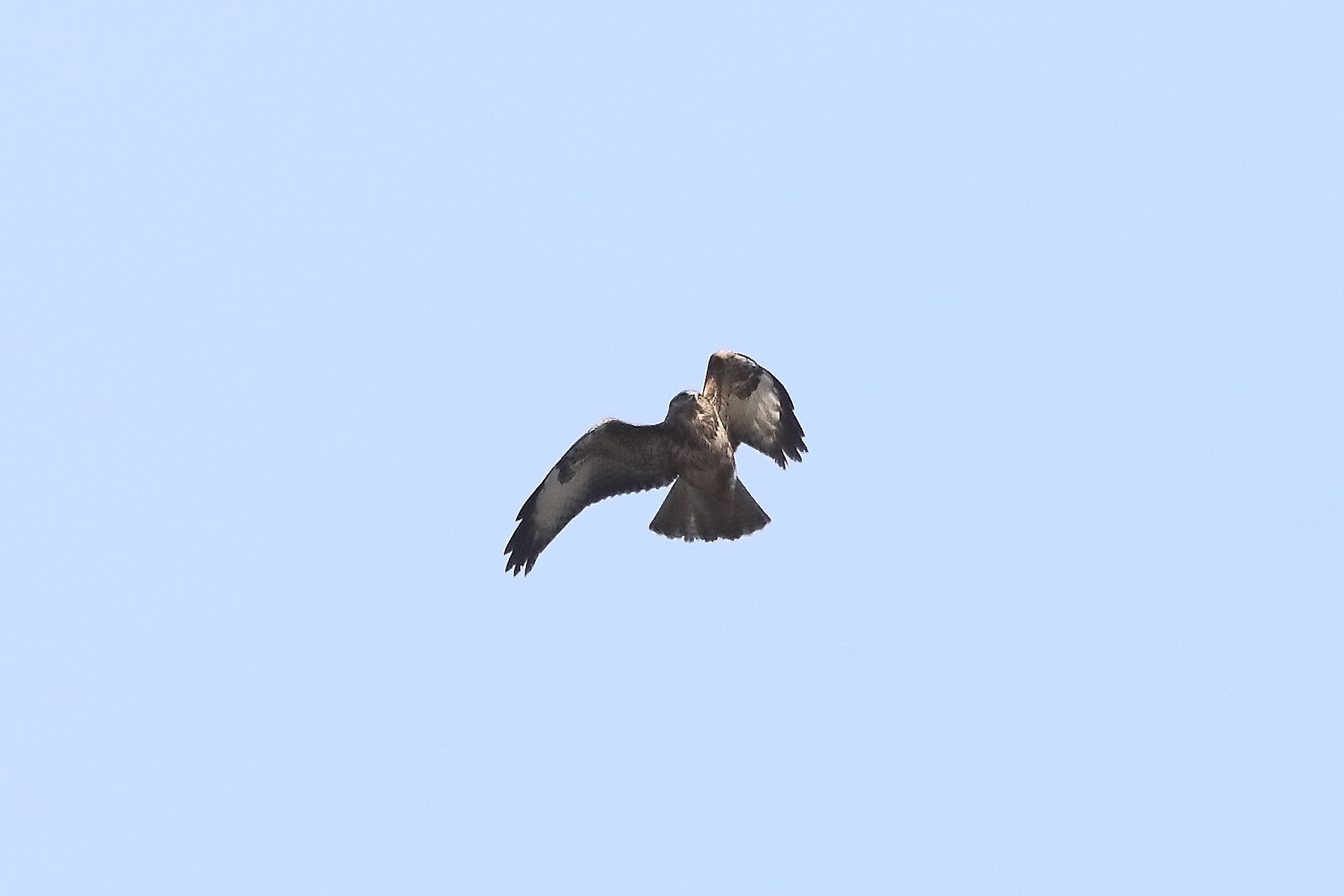 Buzzard 27-03-2022