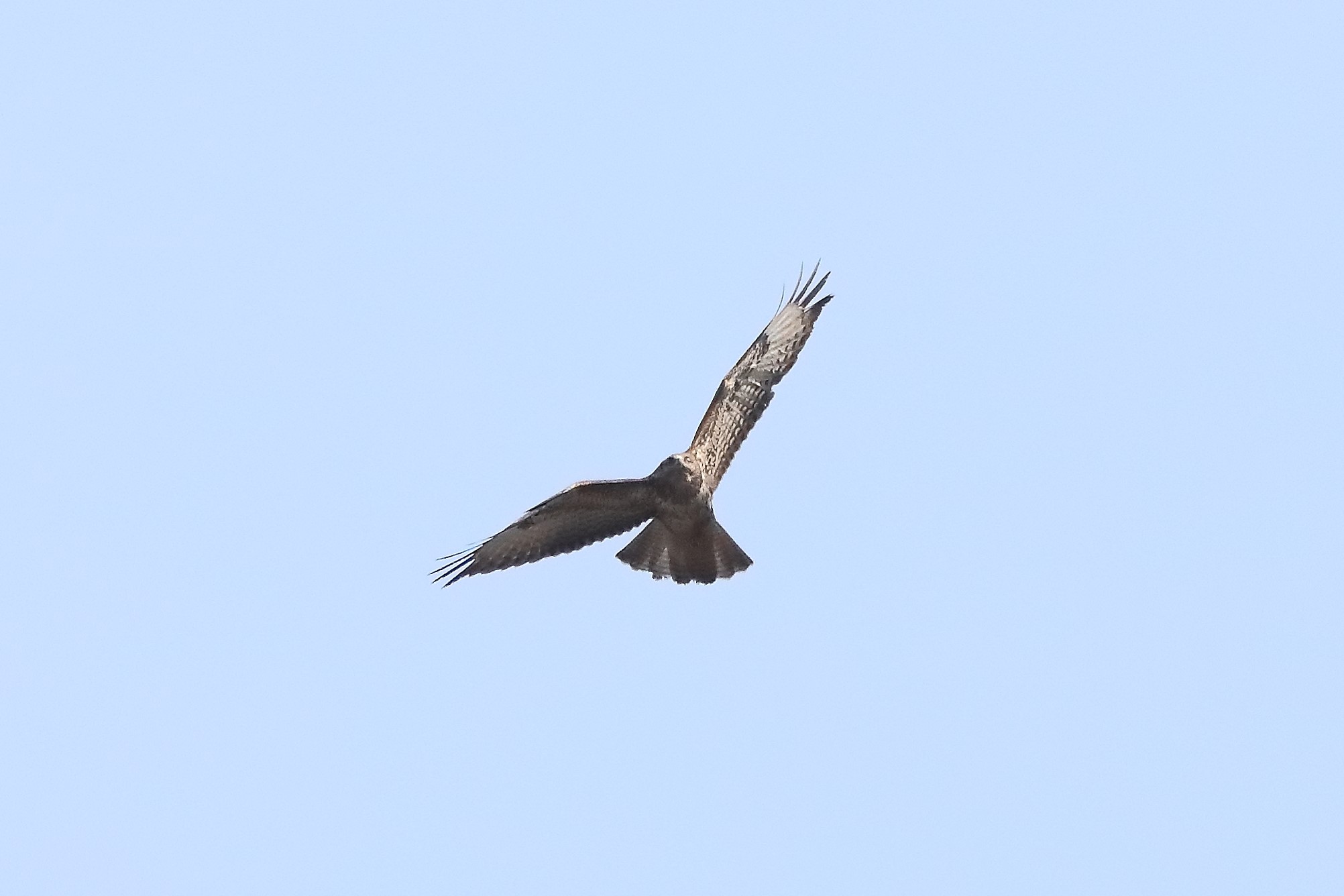 Buzzard 27-03-2022
