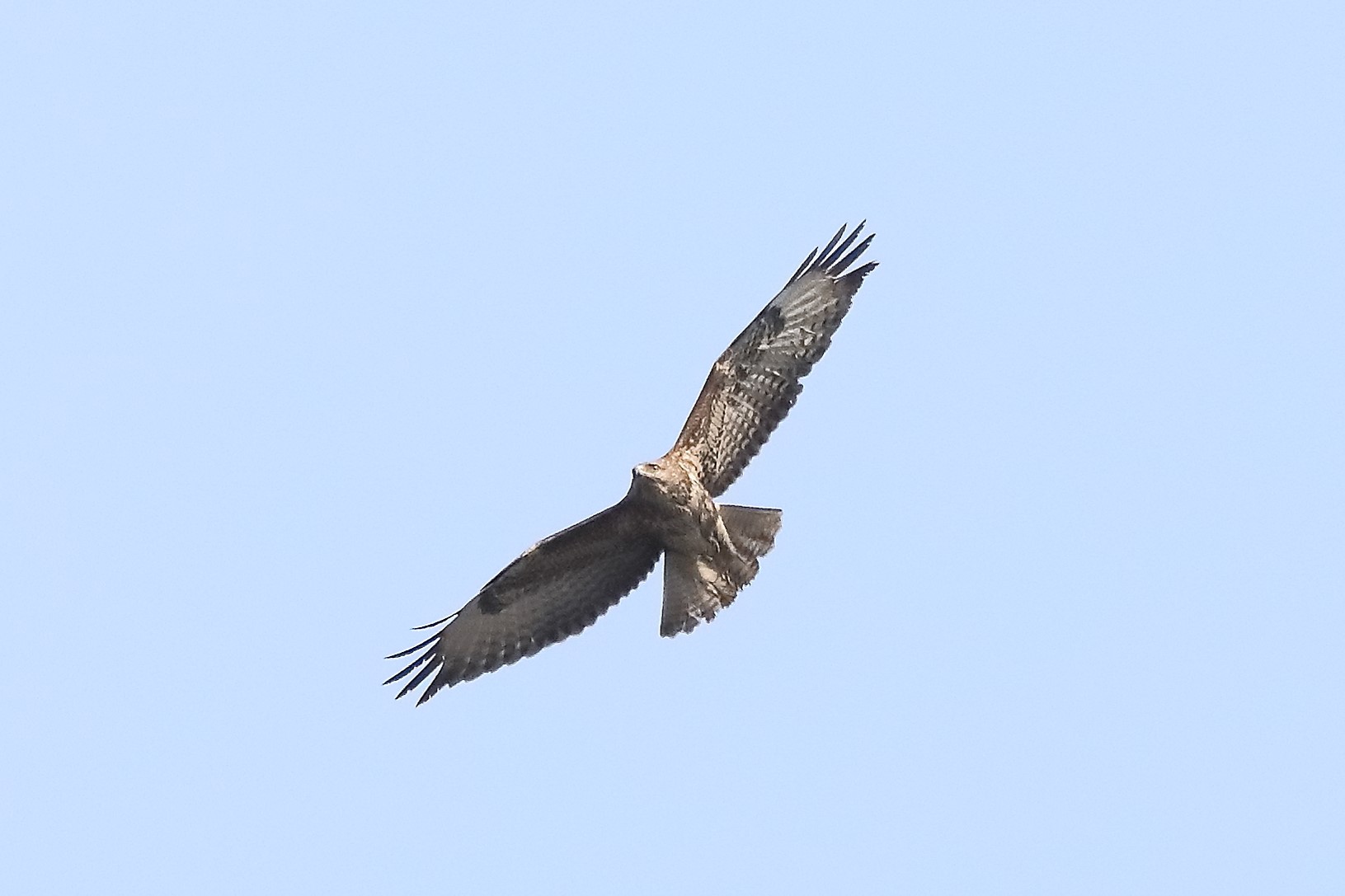 Buzzard 27-03-2022