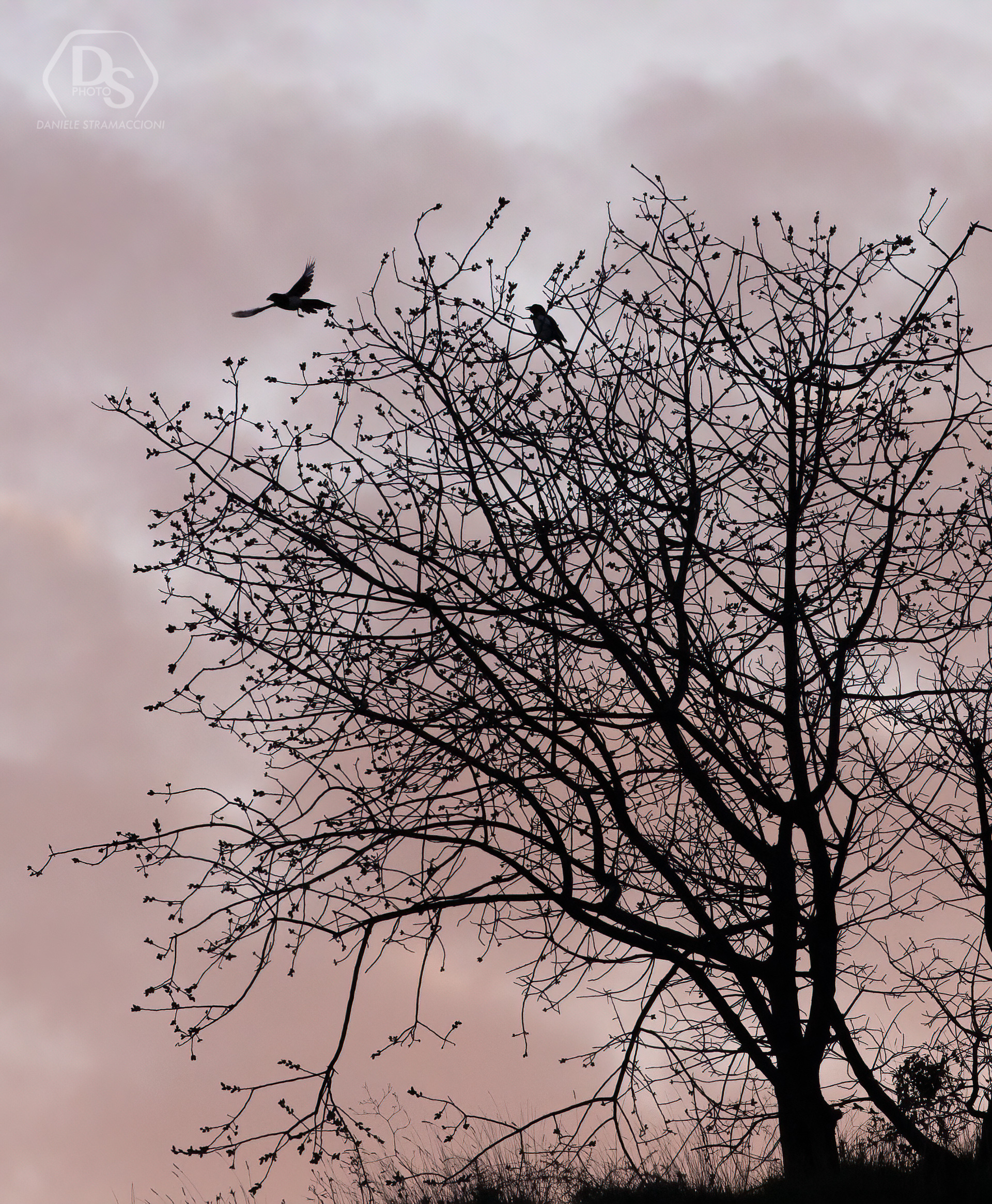 Crows