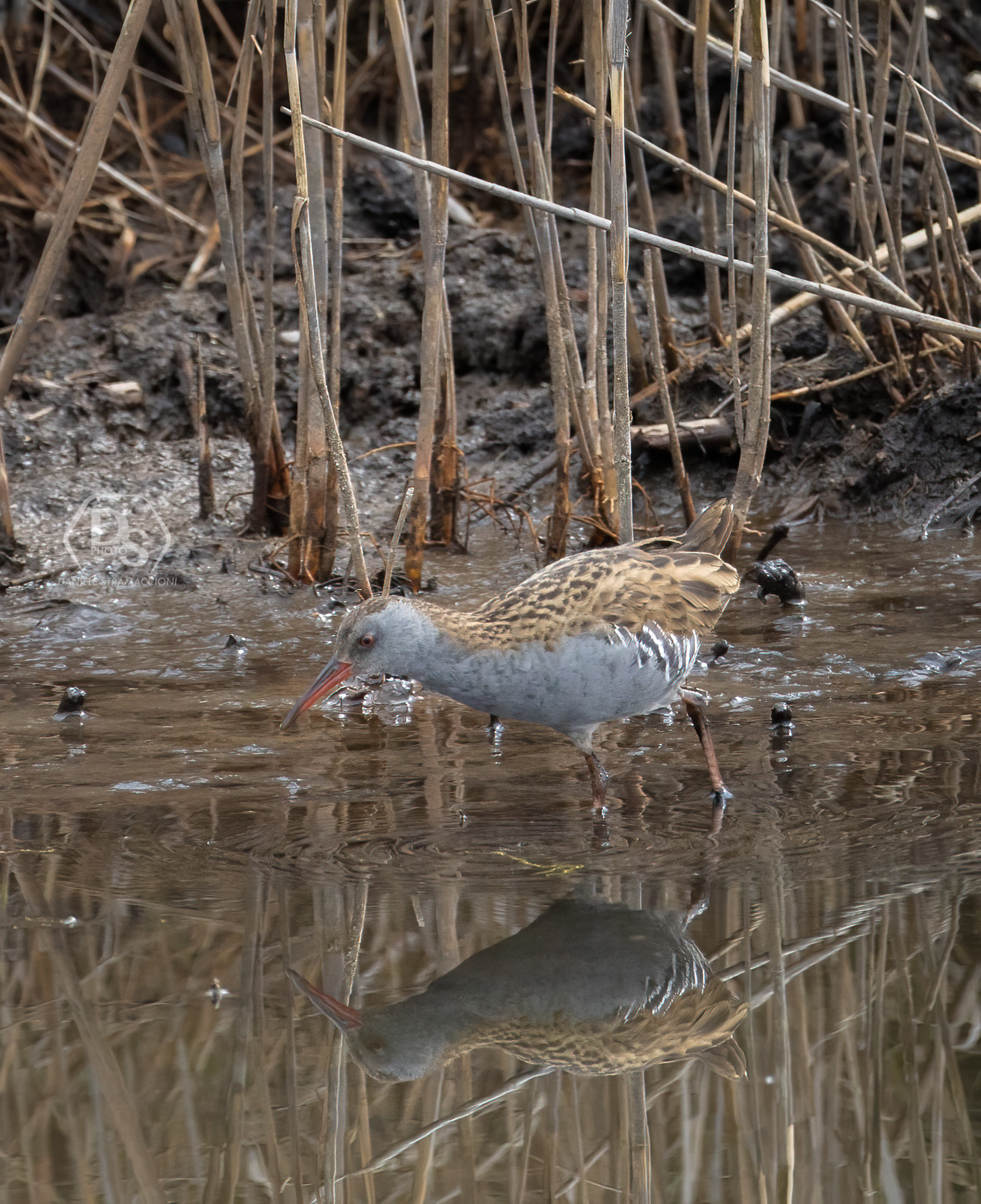 Water rail