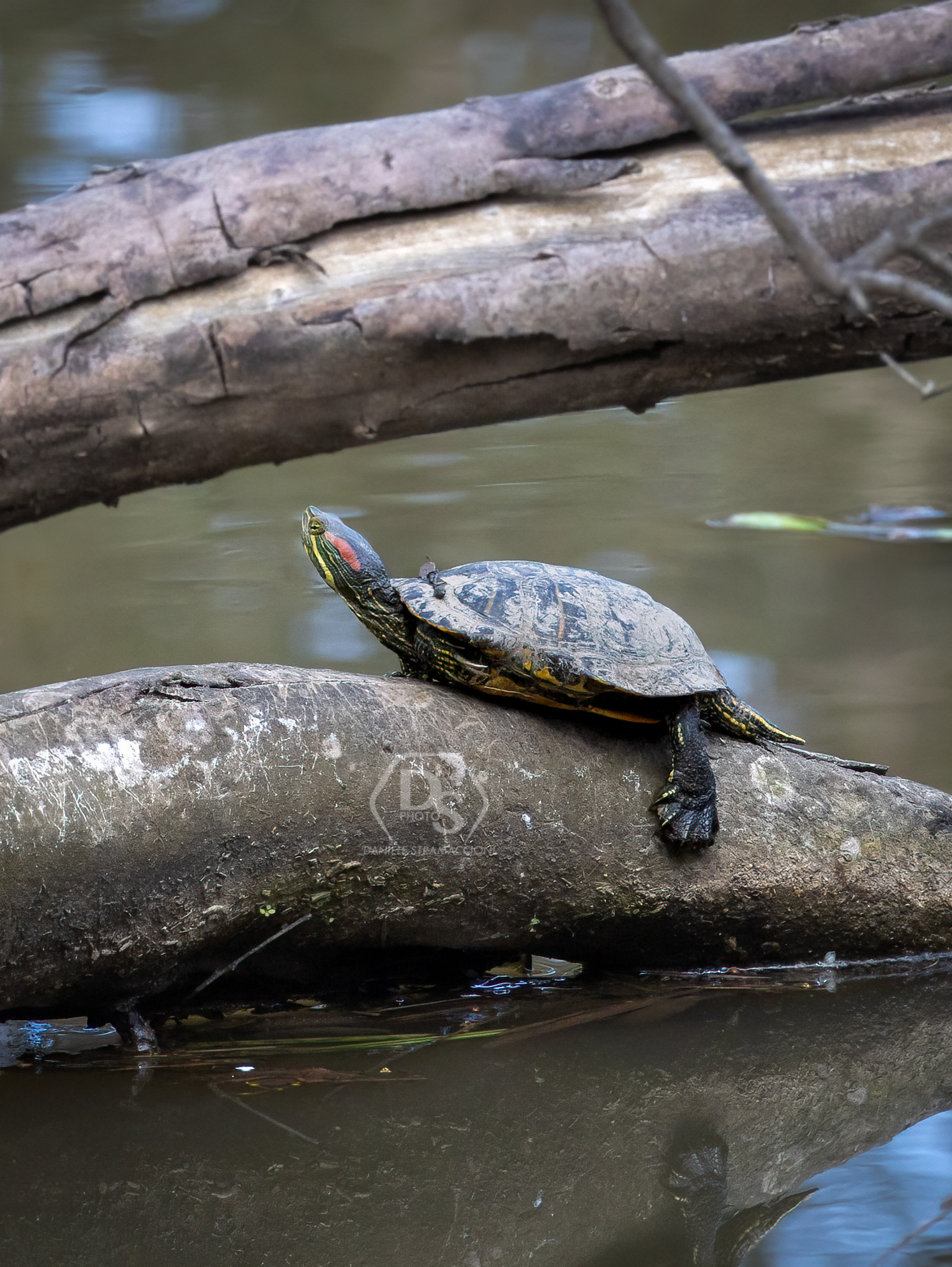 Turtle