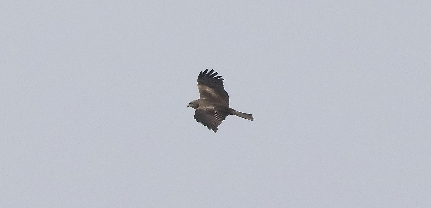 Black kite 29-03-2022