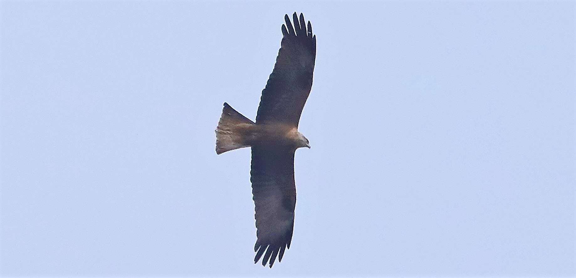 Black kite 29-03-2022