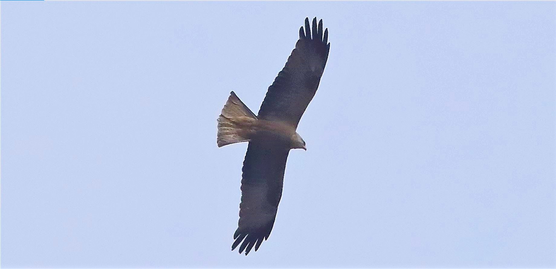Black kite 29-03-2022