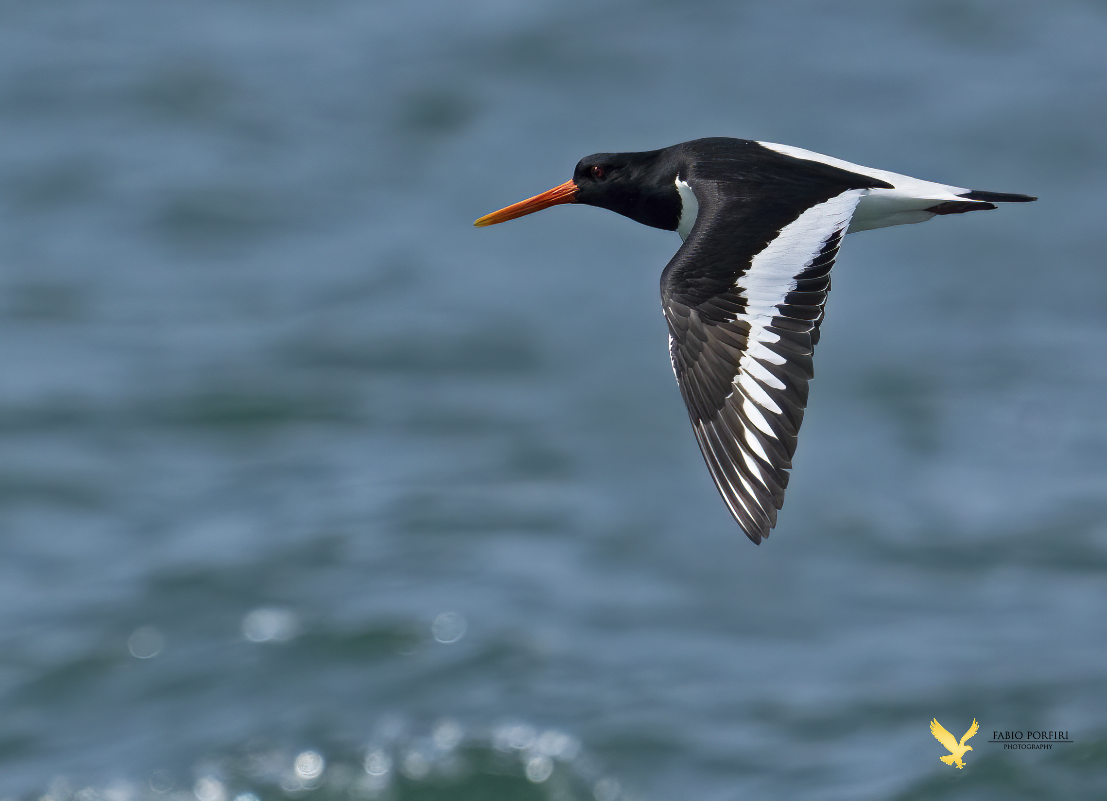 beccaccia di mare ....