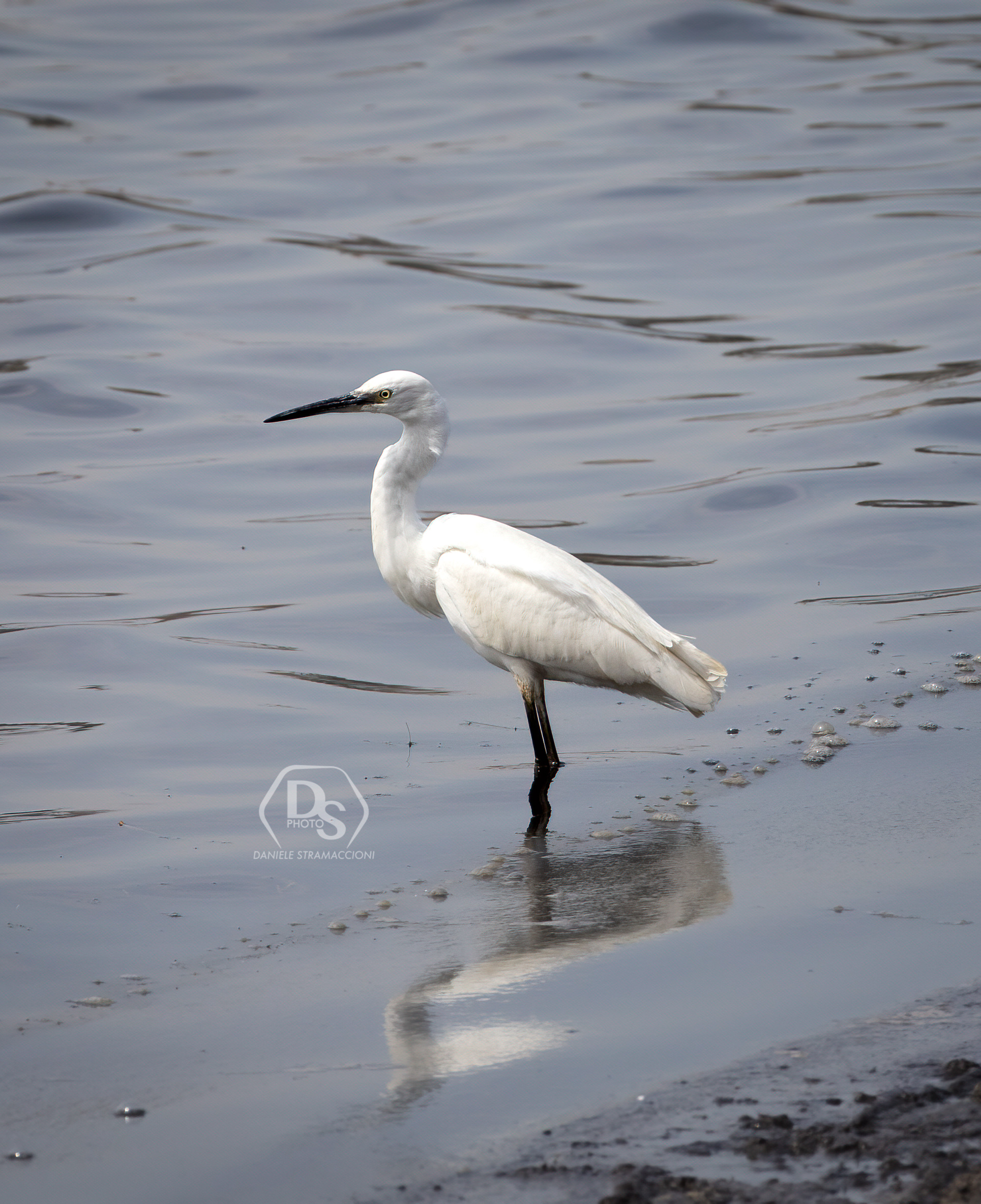 Egret