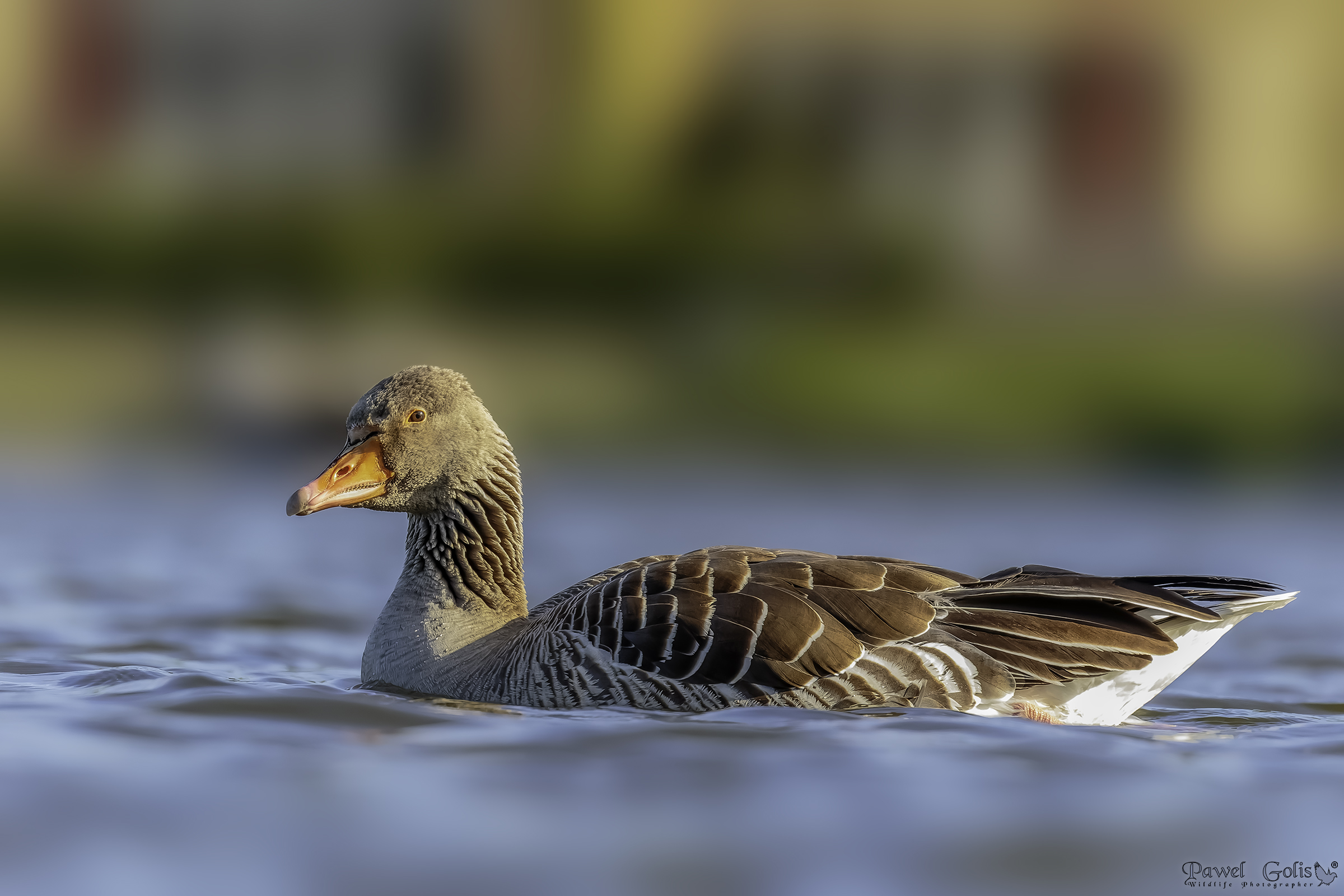 Oca Greylag (Anser anser)