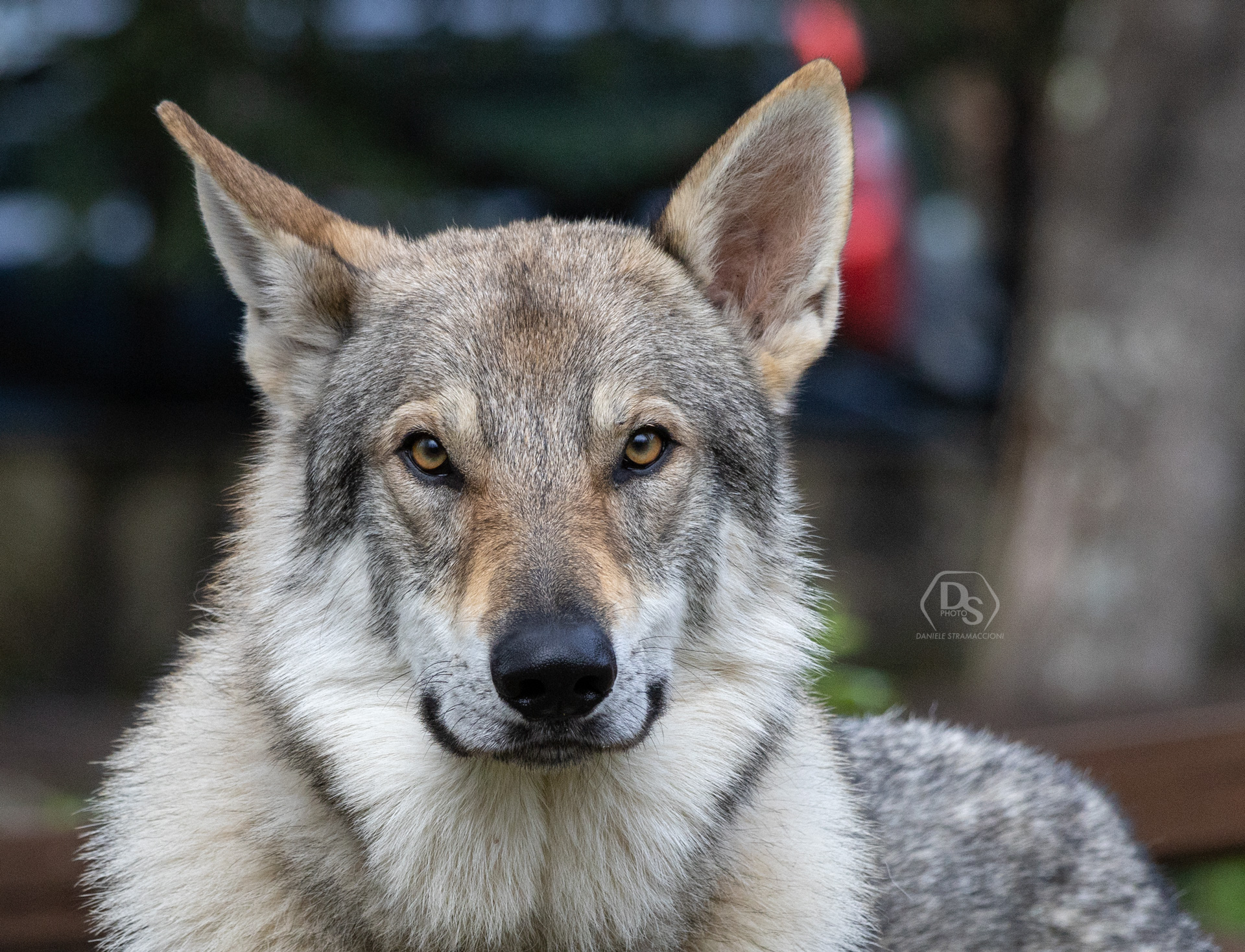 Czechoslovak wolf