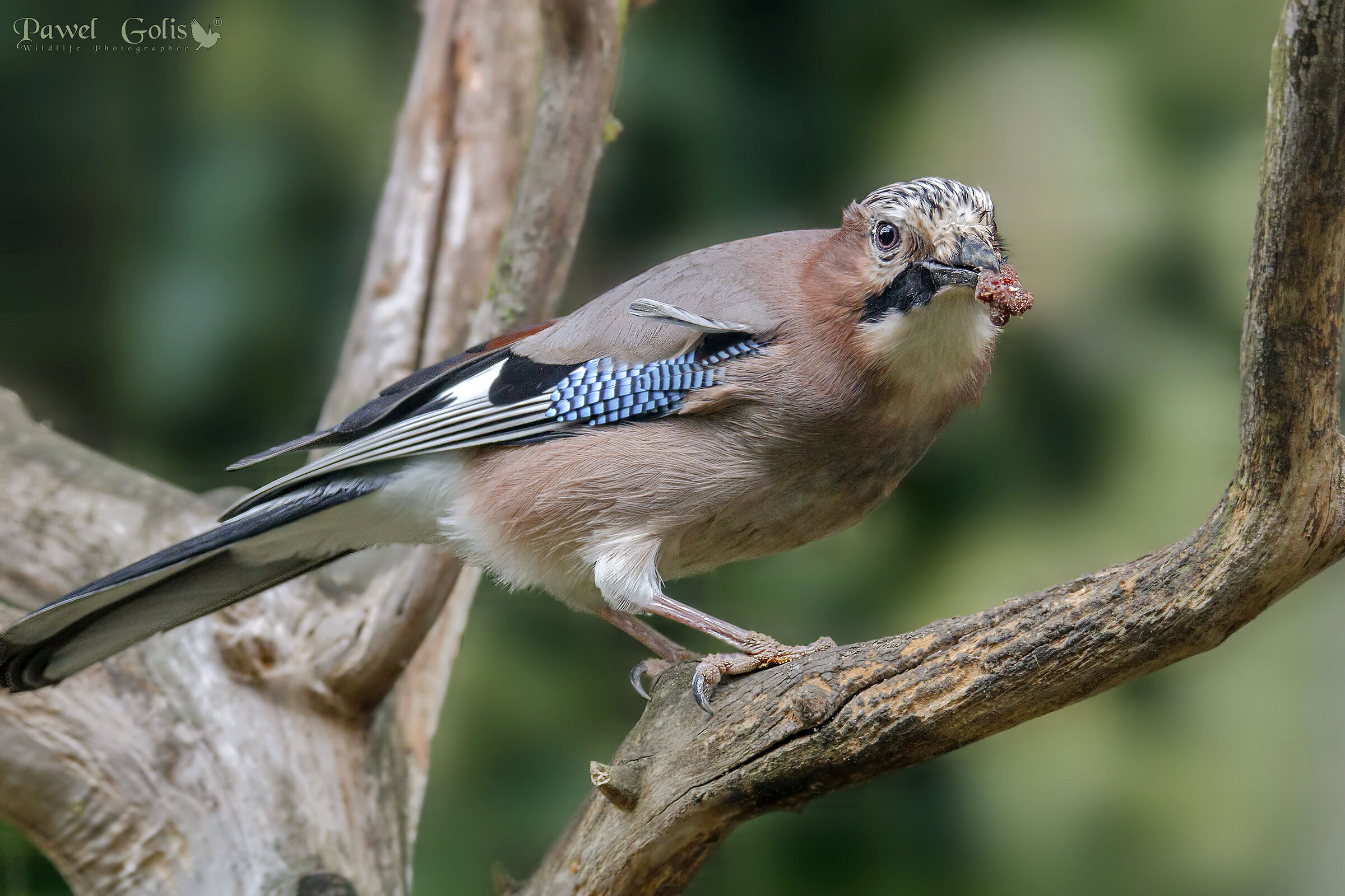 Ghiandaia eurasiatica (Garrulus glandarius)