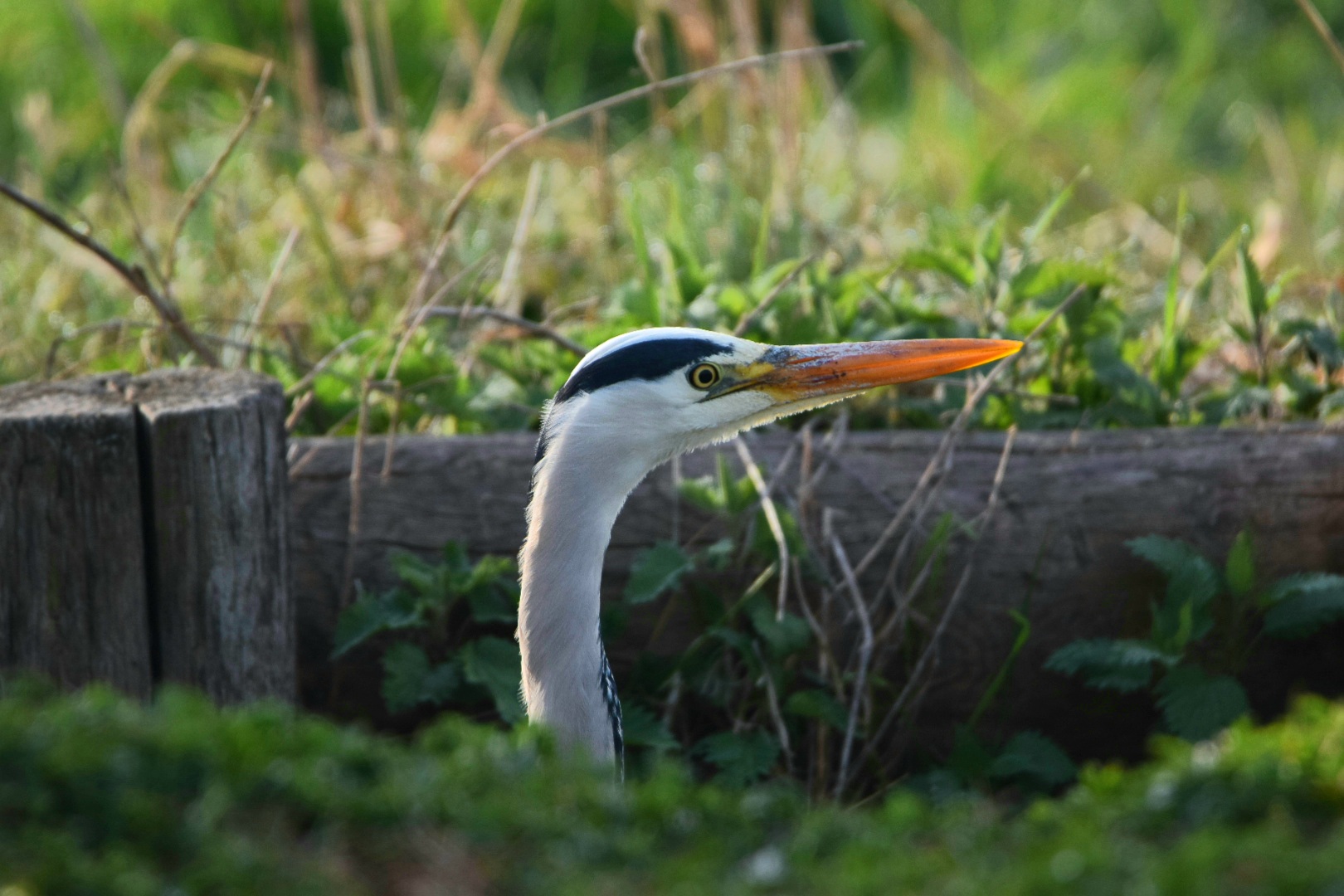 Bright beak watchful eye..... you hunt