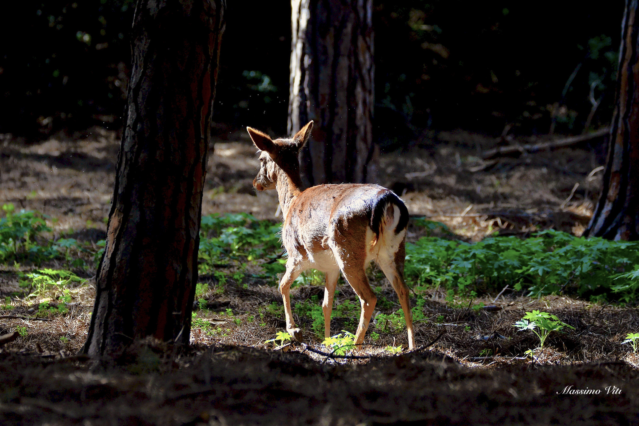 Un raggio di sole illumina il Daino nel fitto bosco