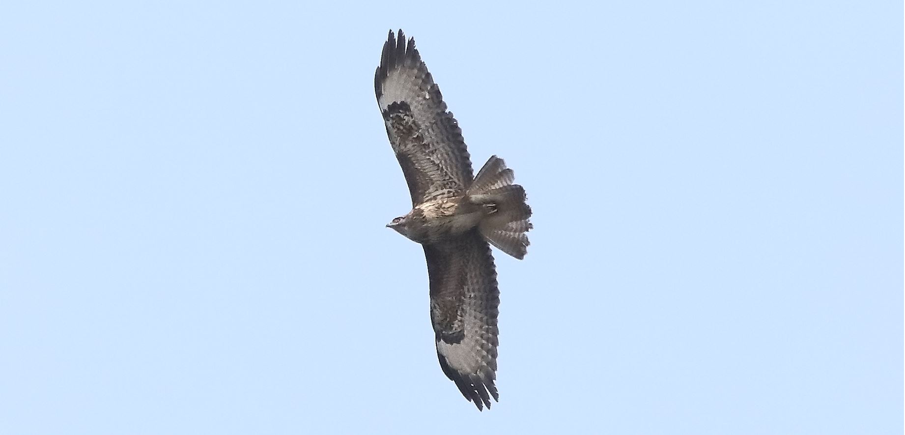 Buzzard 27-03-2022
