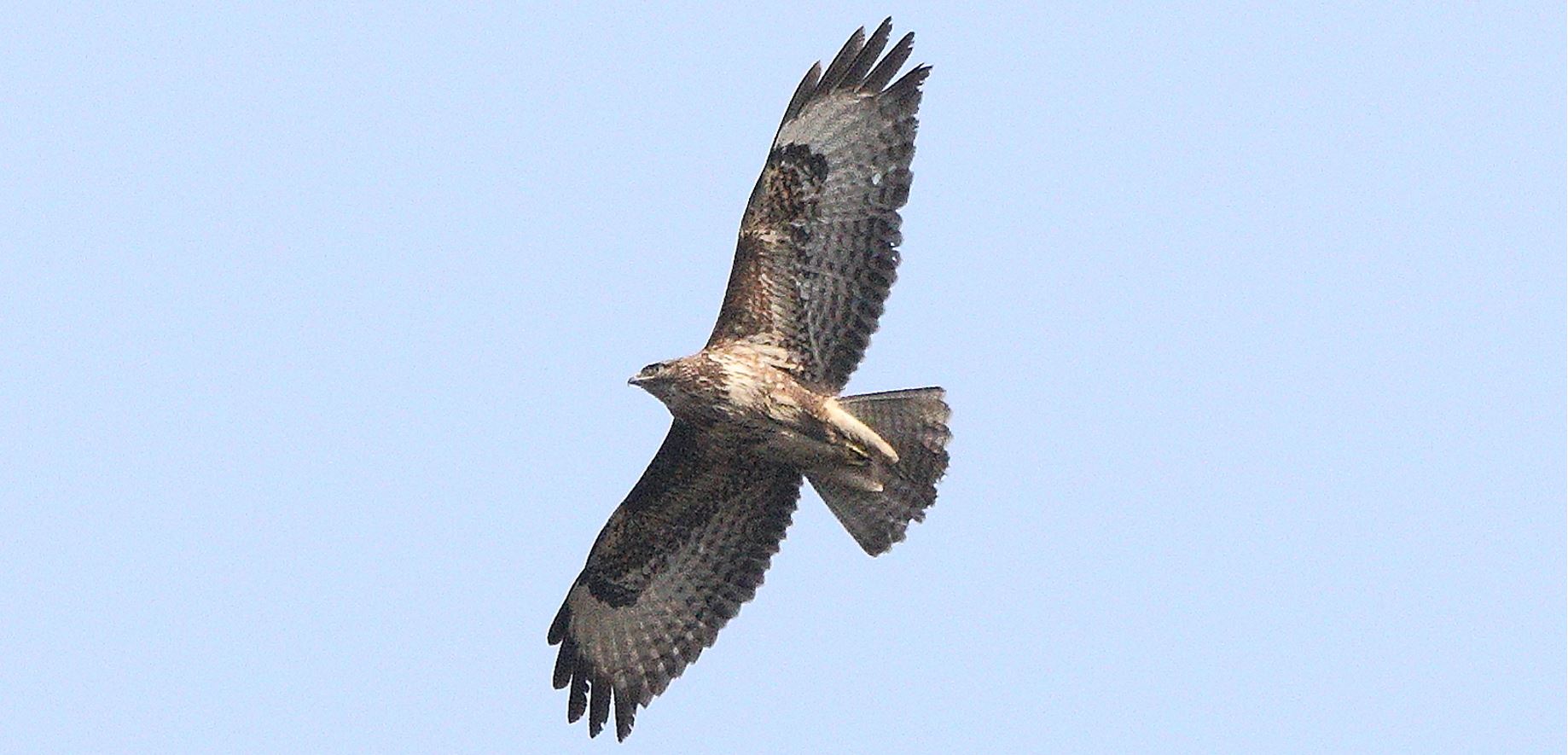 Buzzard 27-03-2022