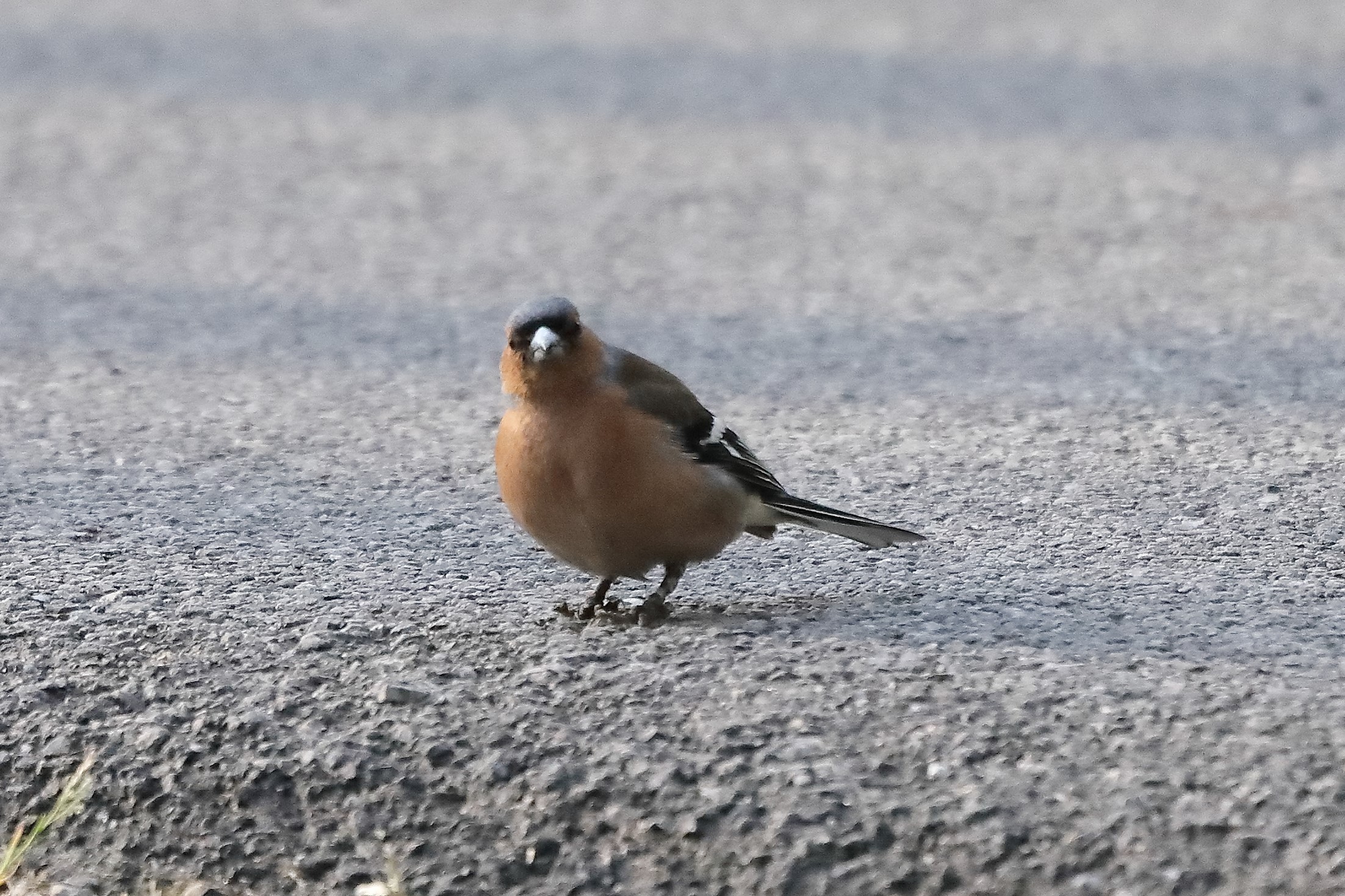 chaffinch 29-03-2022