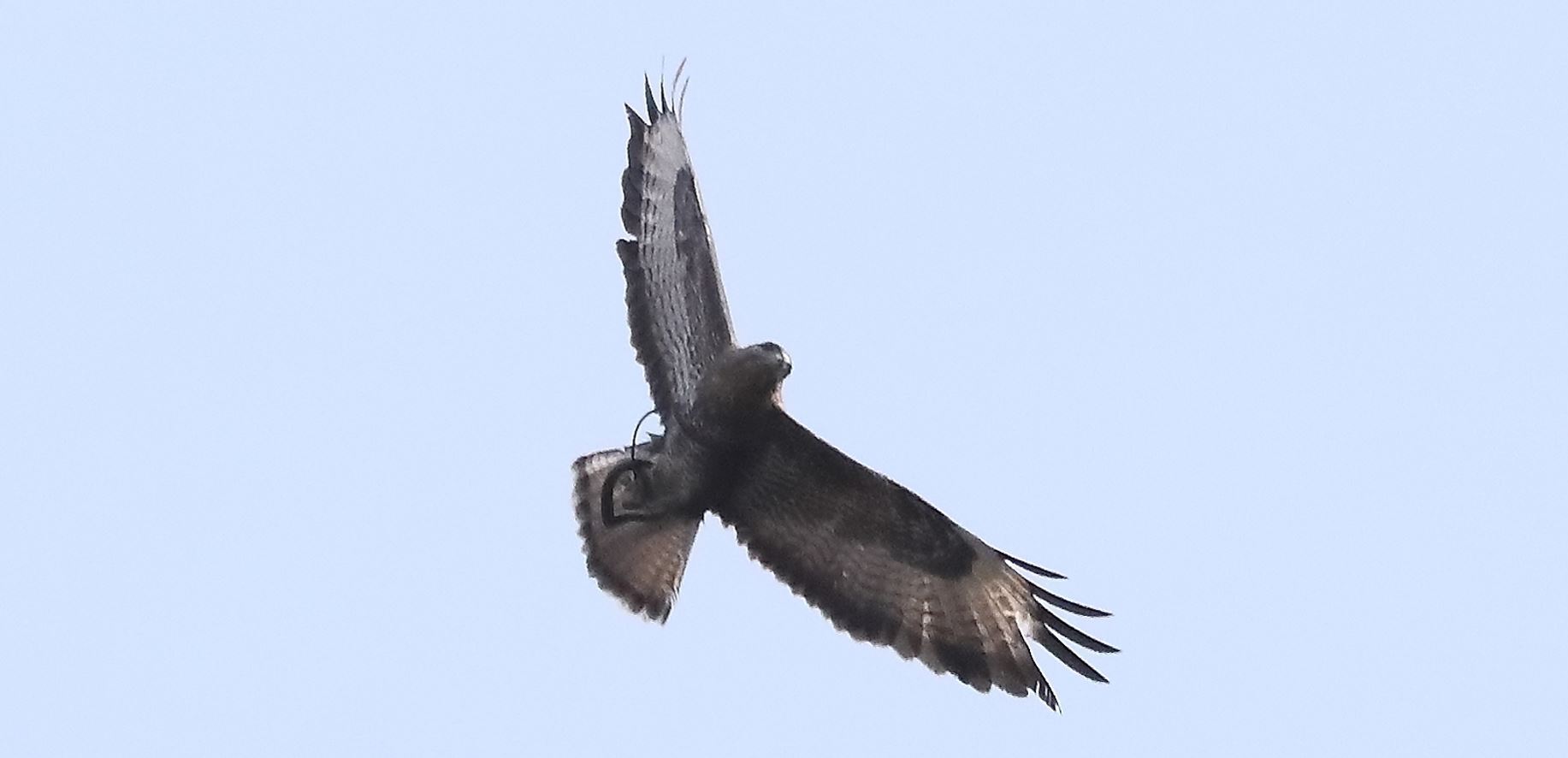 Buzzard 27-03-2022