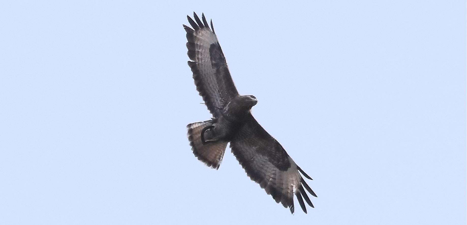 Buzzard 27-03-2022