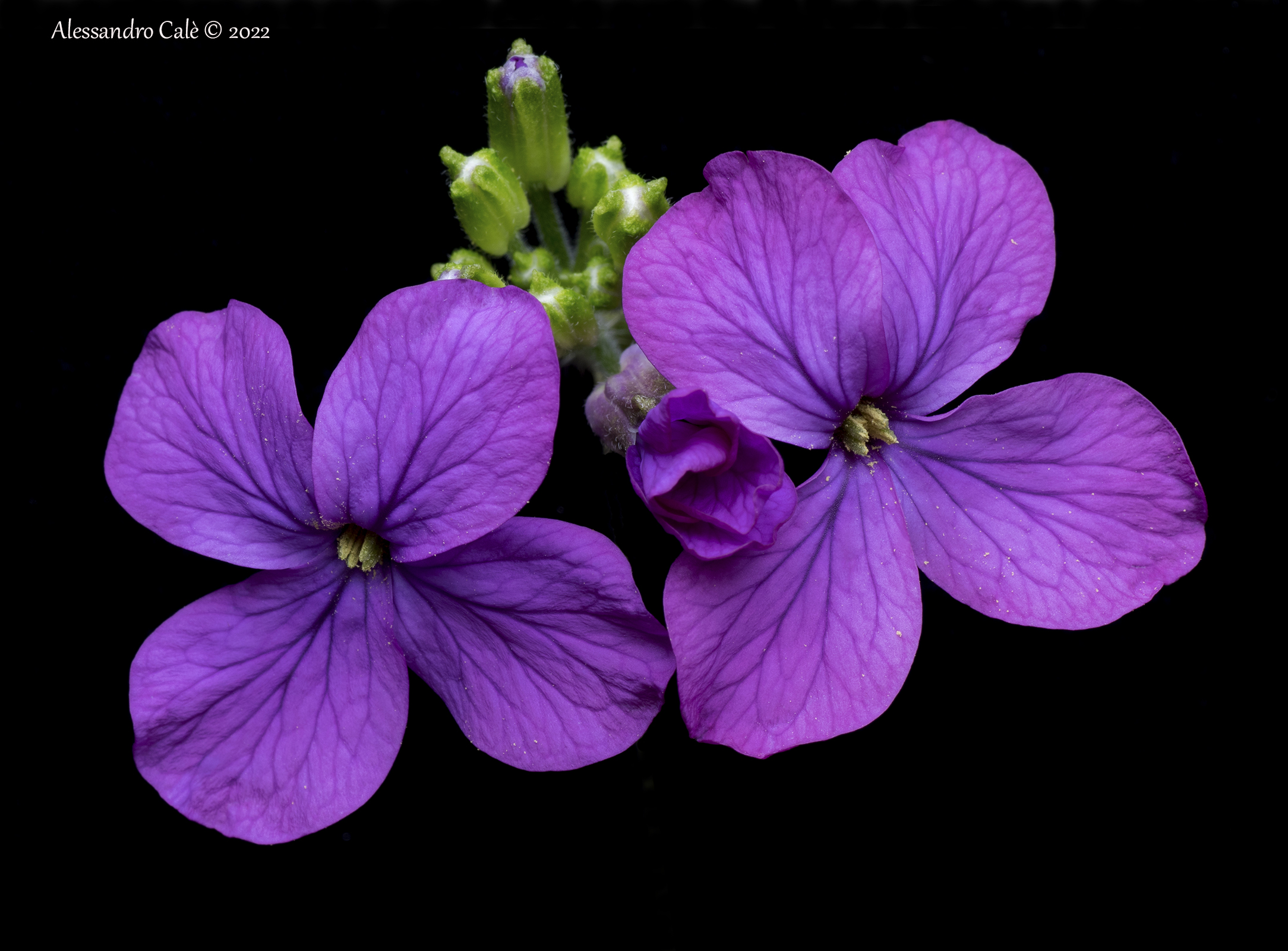 Lunaria annua (Pope's medallions) 2189