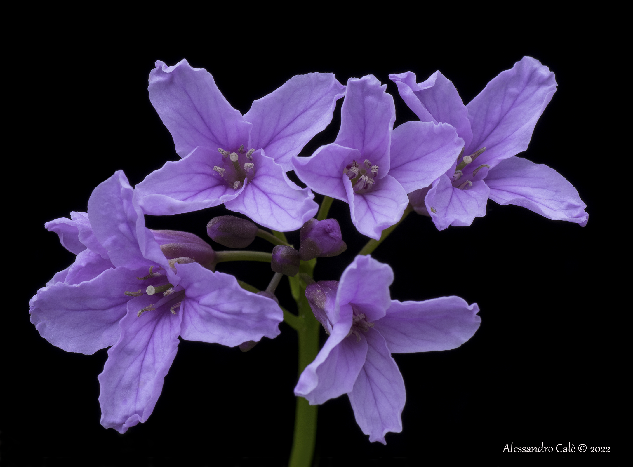 Cardamine pentaphyllos (Dentaria maggiore) 2397
