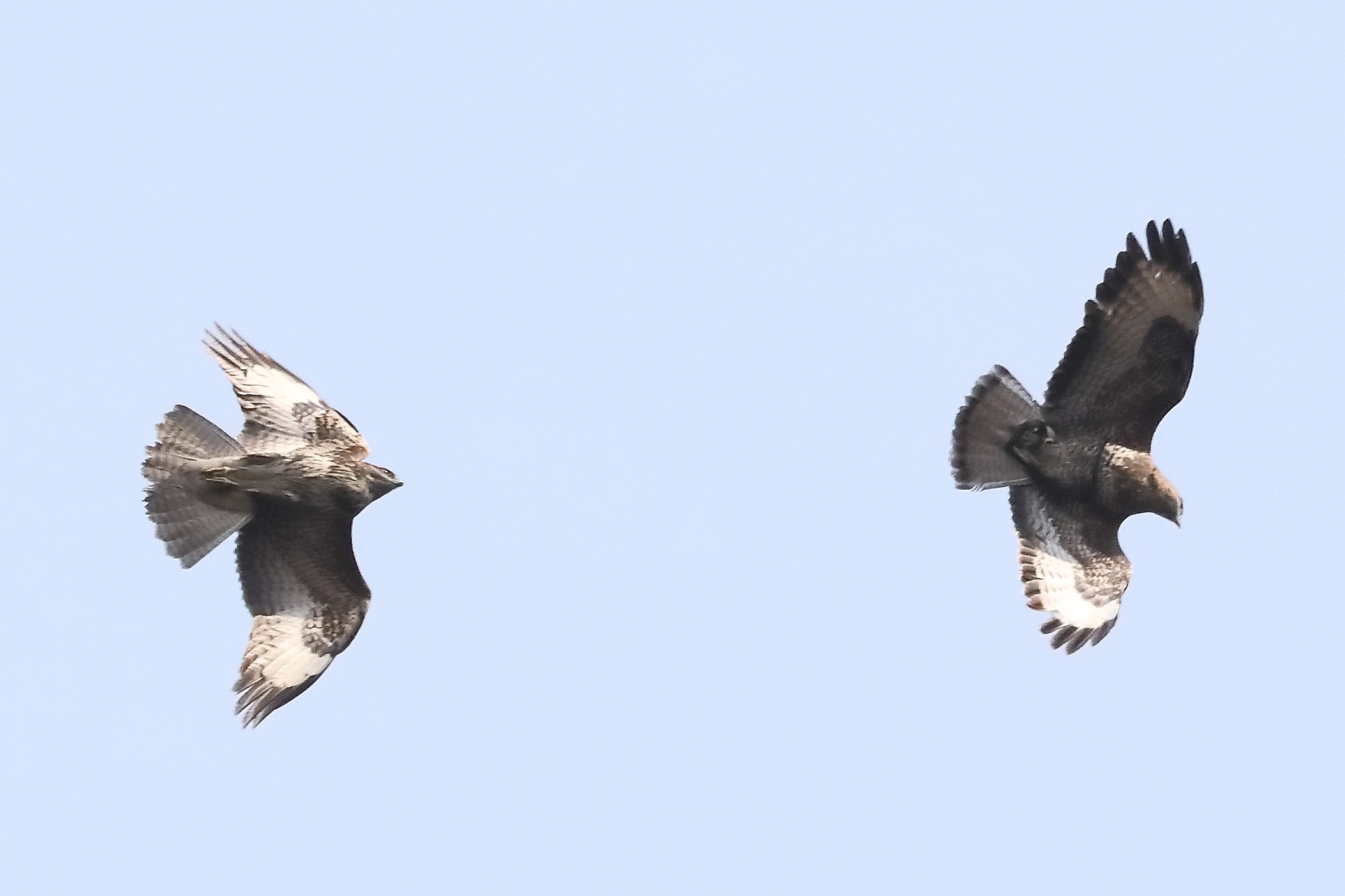 Buzzard 27-03-2022