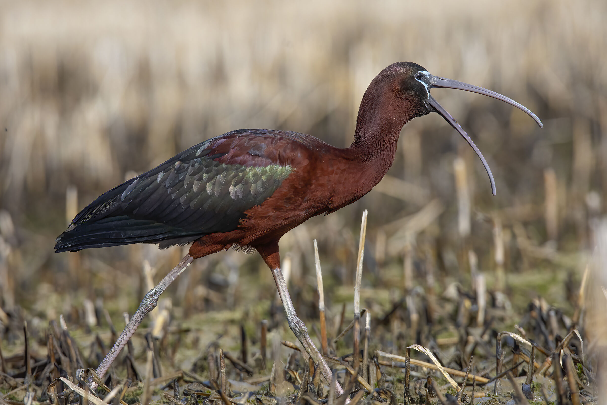 Mignattaio assonnato