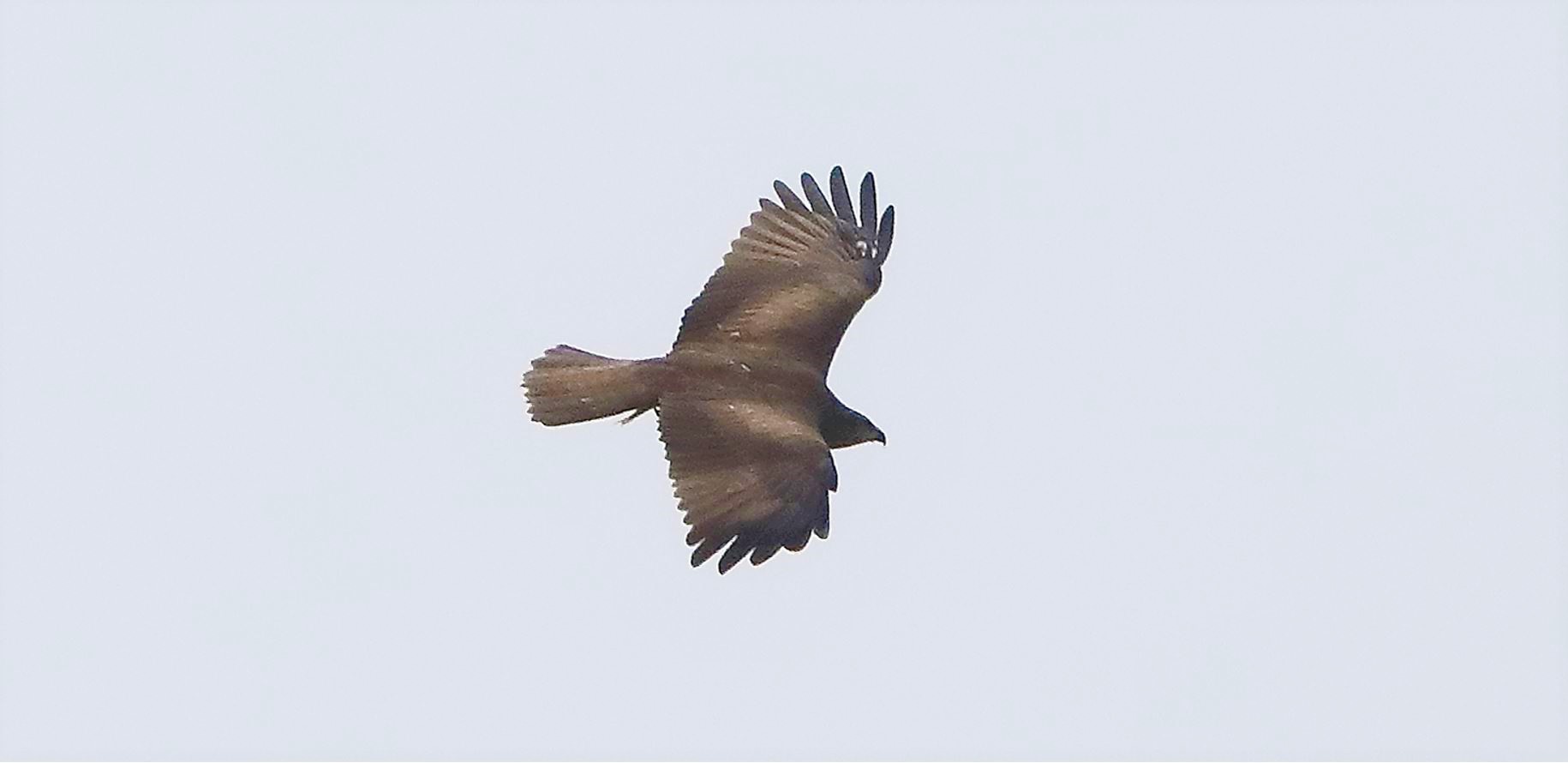 Black kite 29-03-2022