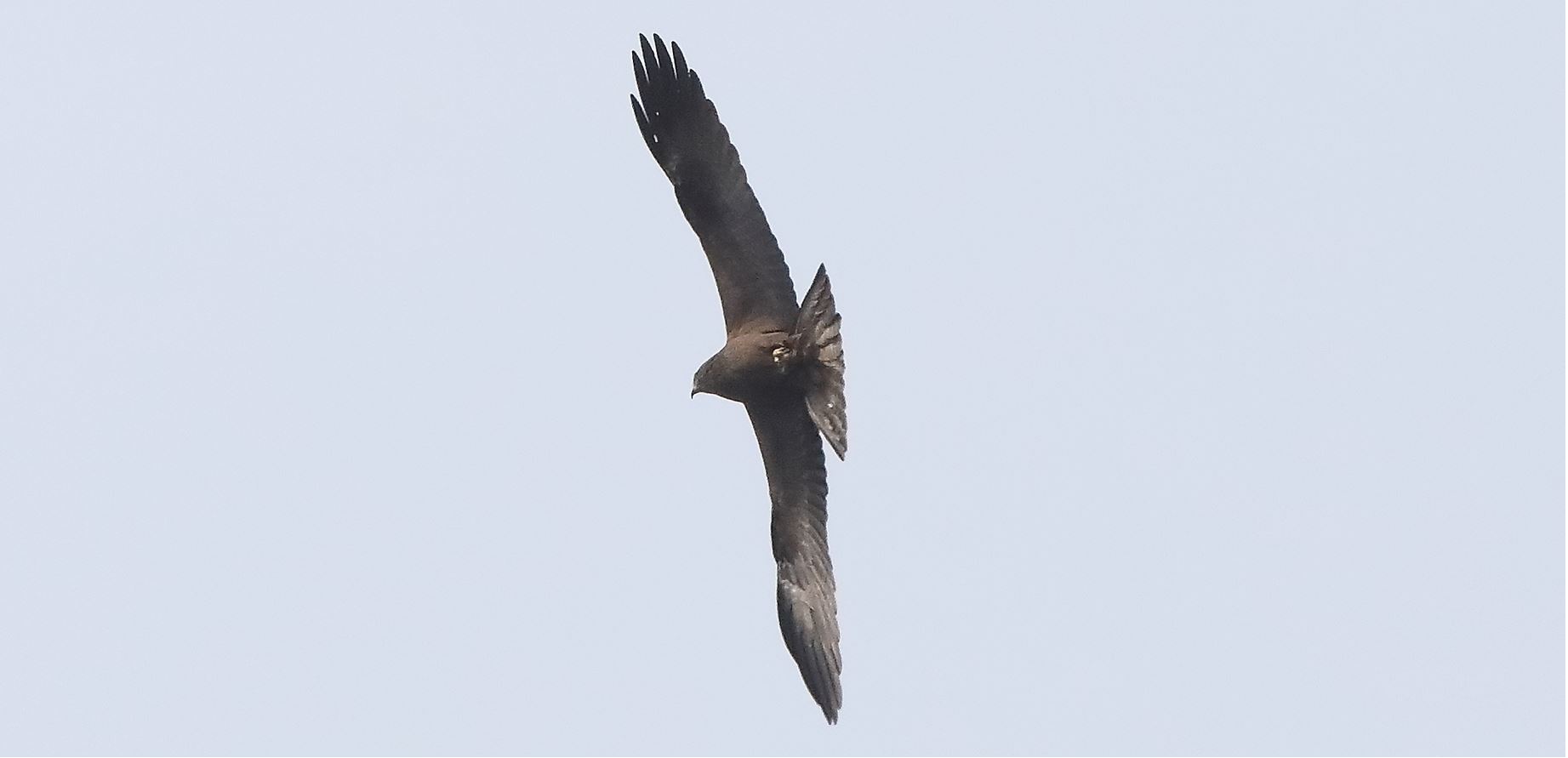 Black kite 29-03-2022