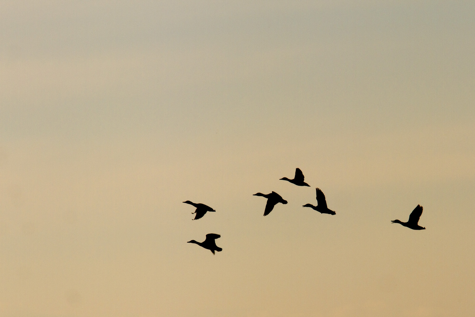 Bird silhouette in the sunset