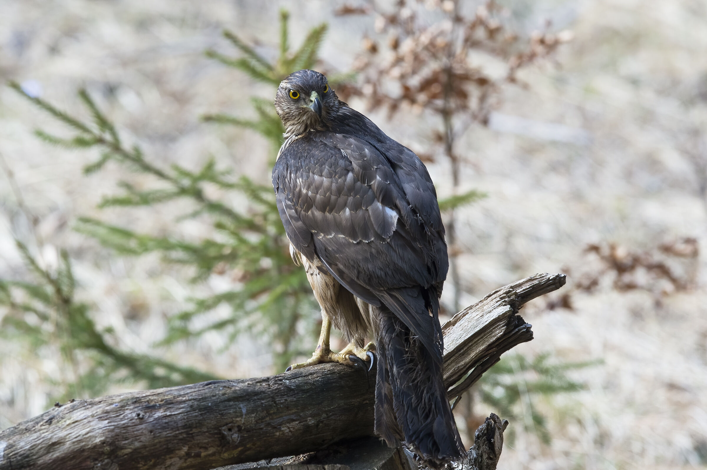 Goshawk (Accipiter gentilis)
