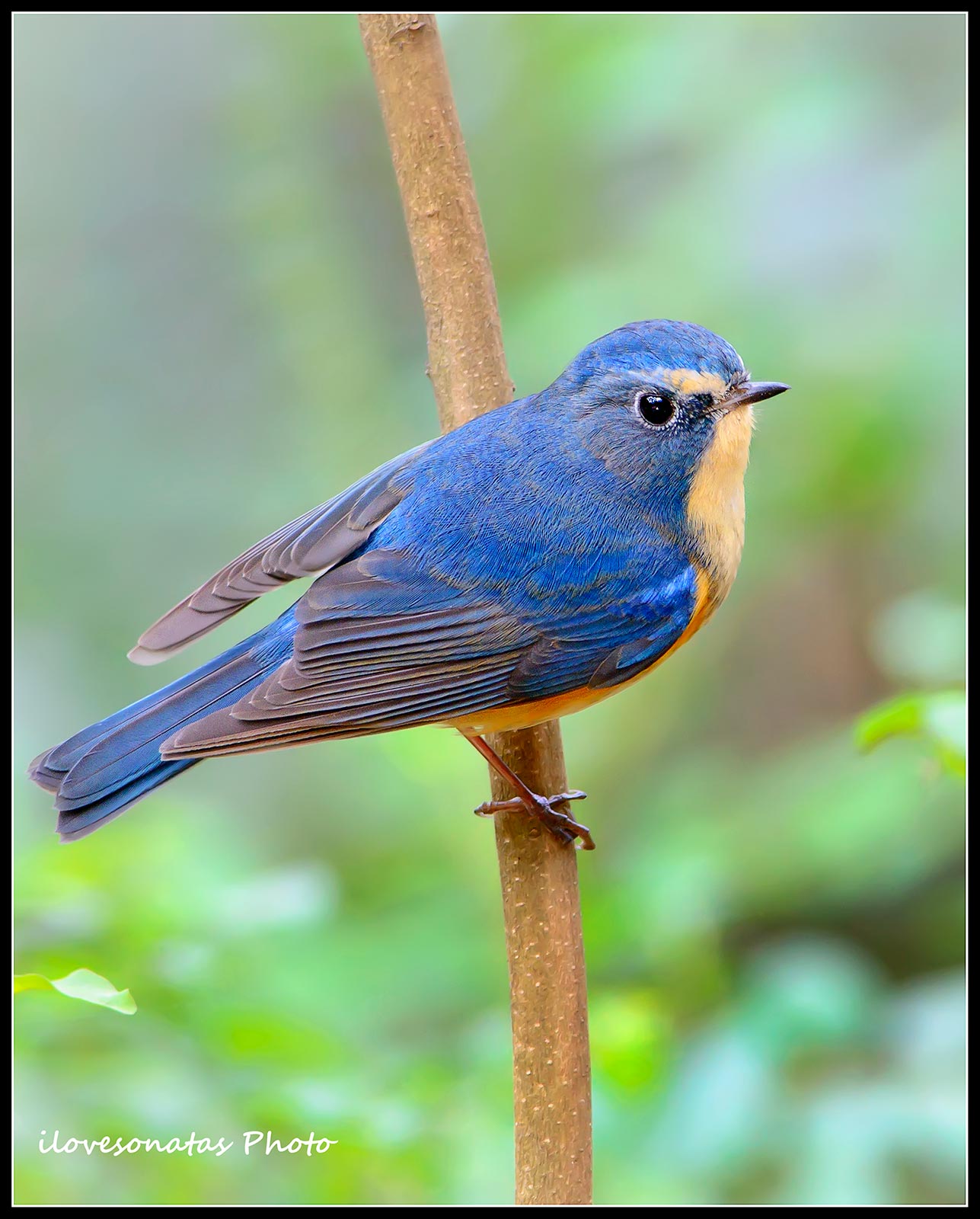 Orange-fiancheggiato Bush-Robin