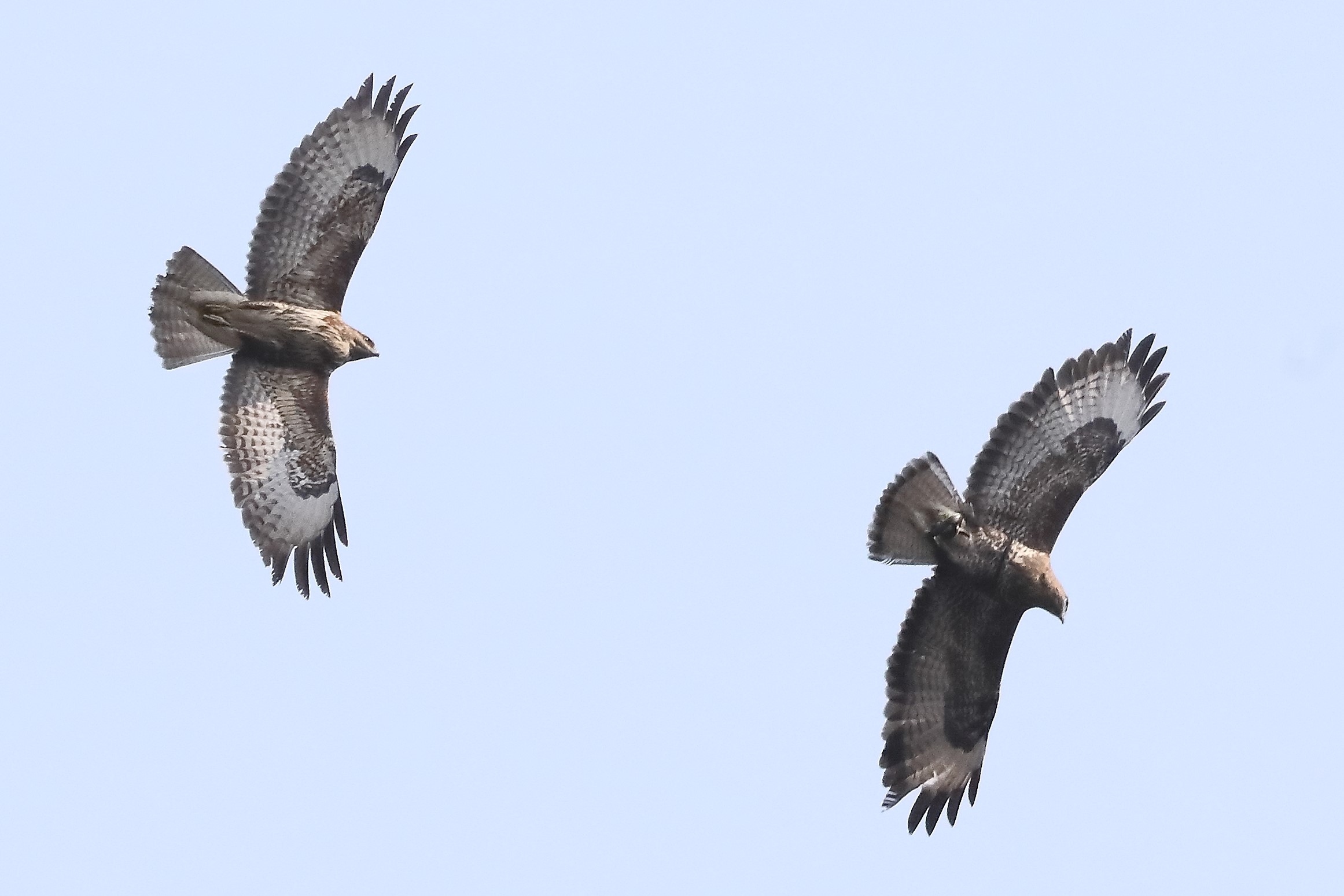 Buzzard 27-03-2022