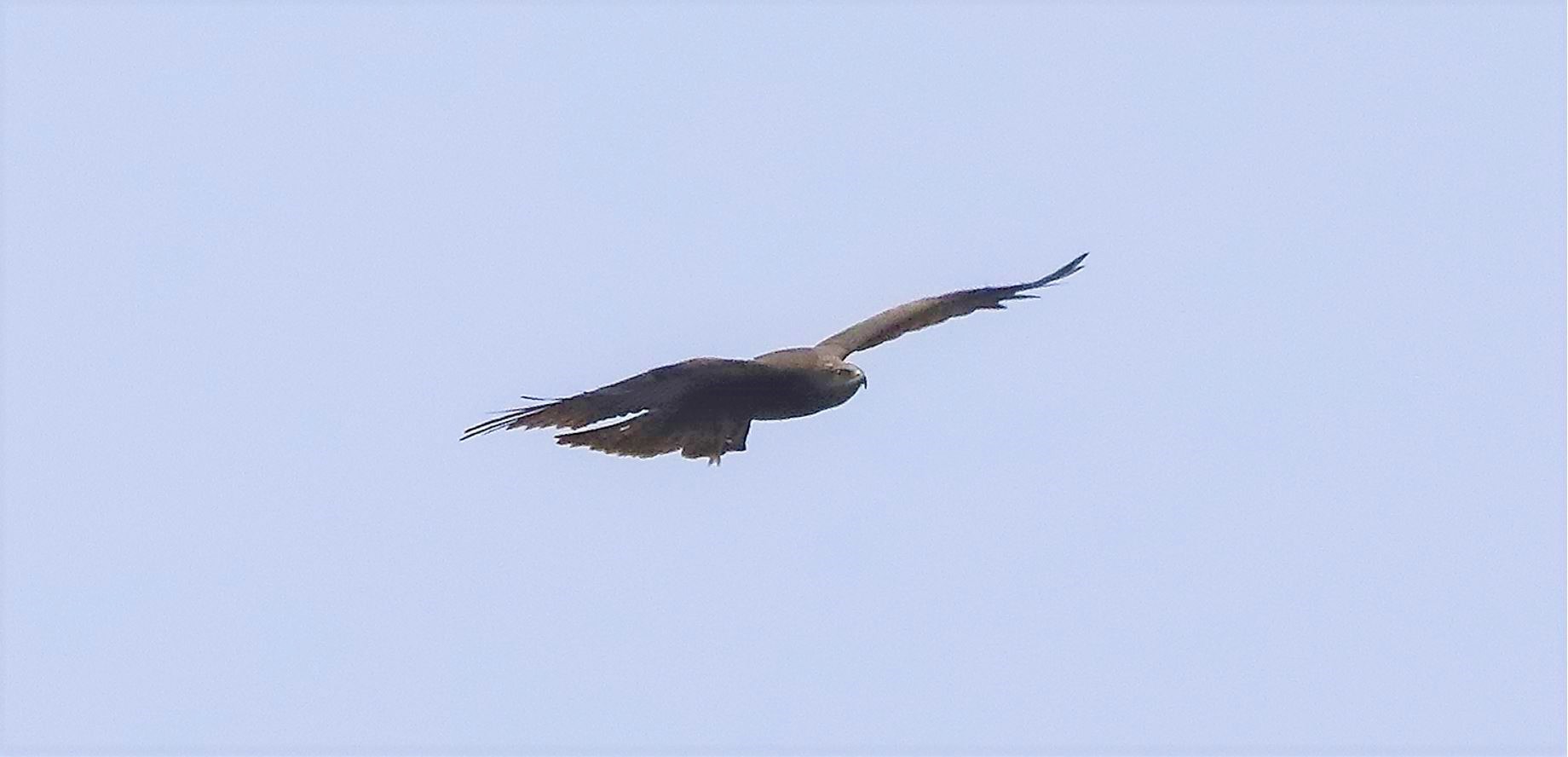 Black kite 29-03-2022