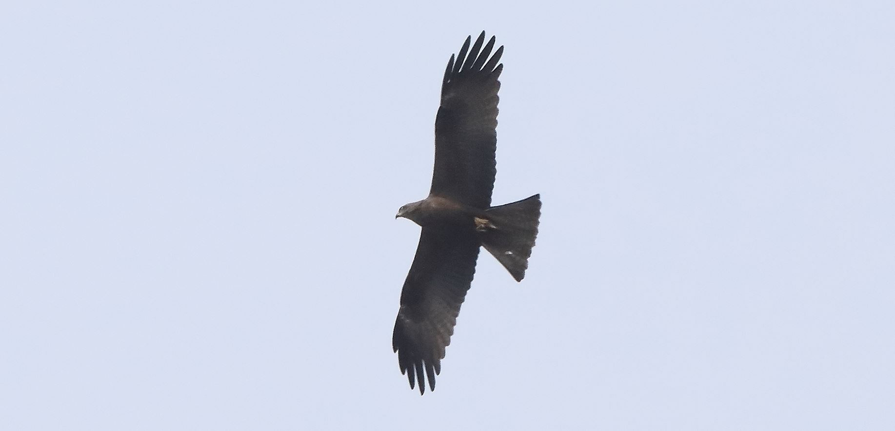 Black kite 29-03-2022