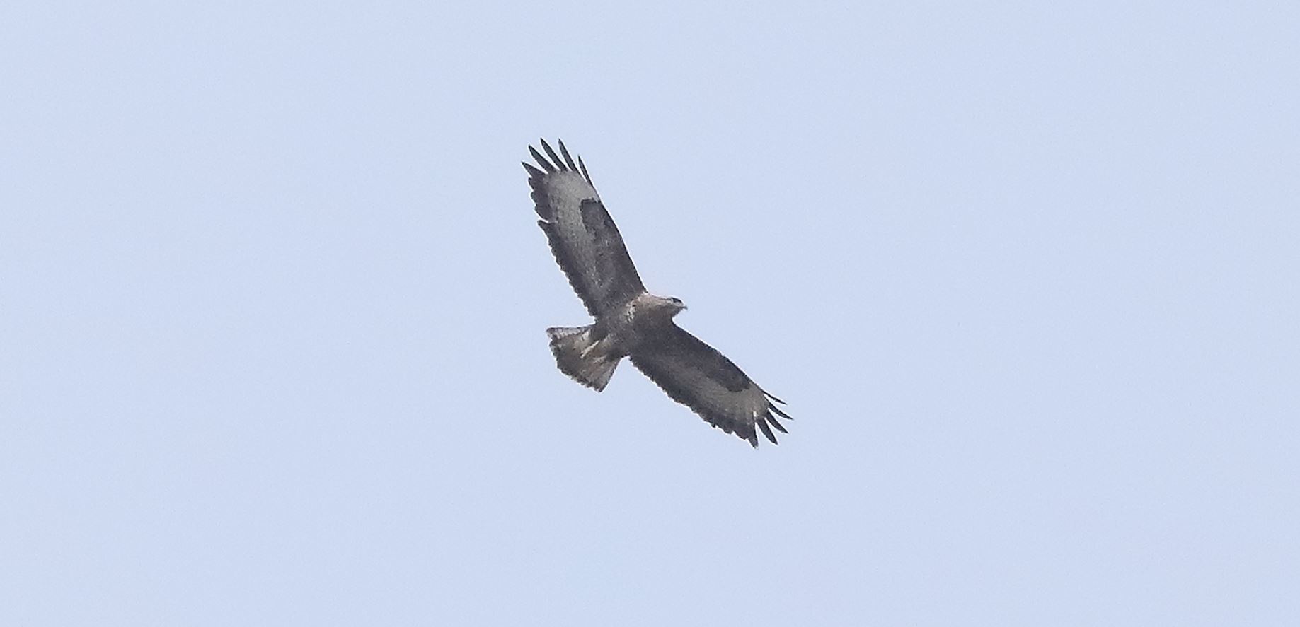 Buzzard 29-03-2022