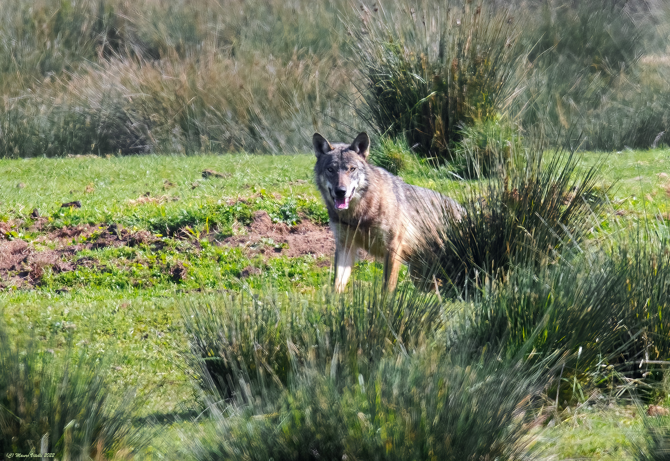 Exceptional capture... Wolf (canis lupus)