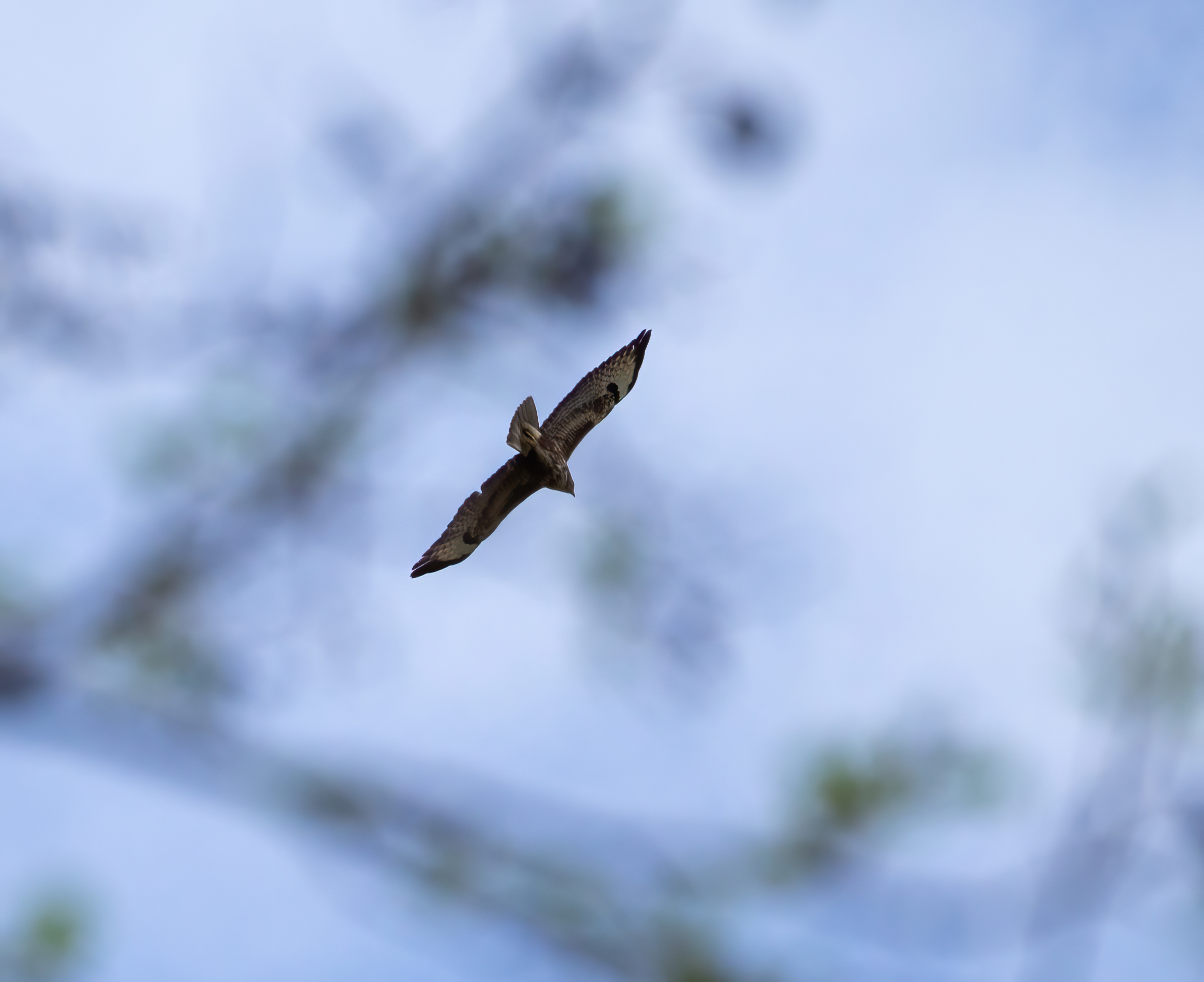 The flight of the Buzzard
